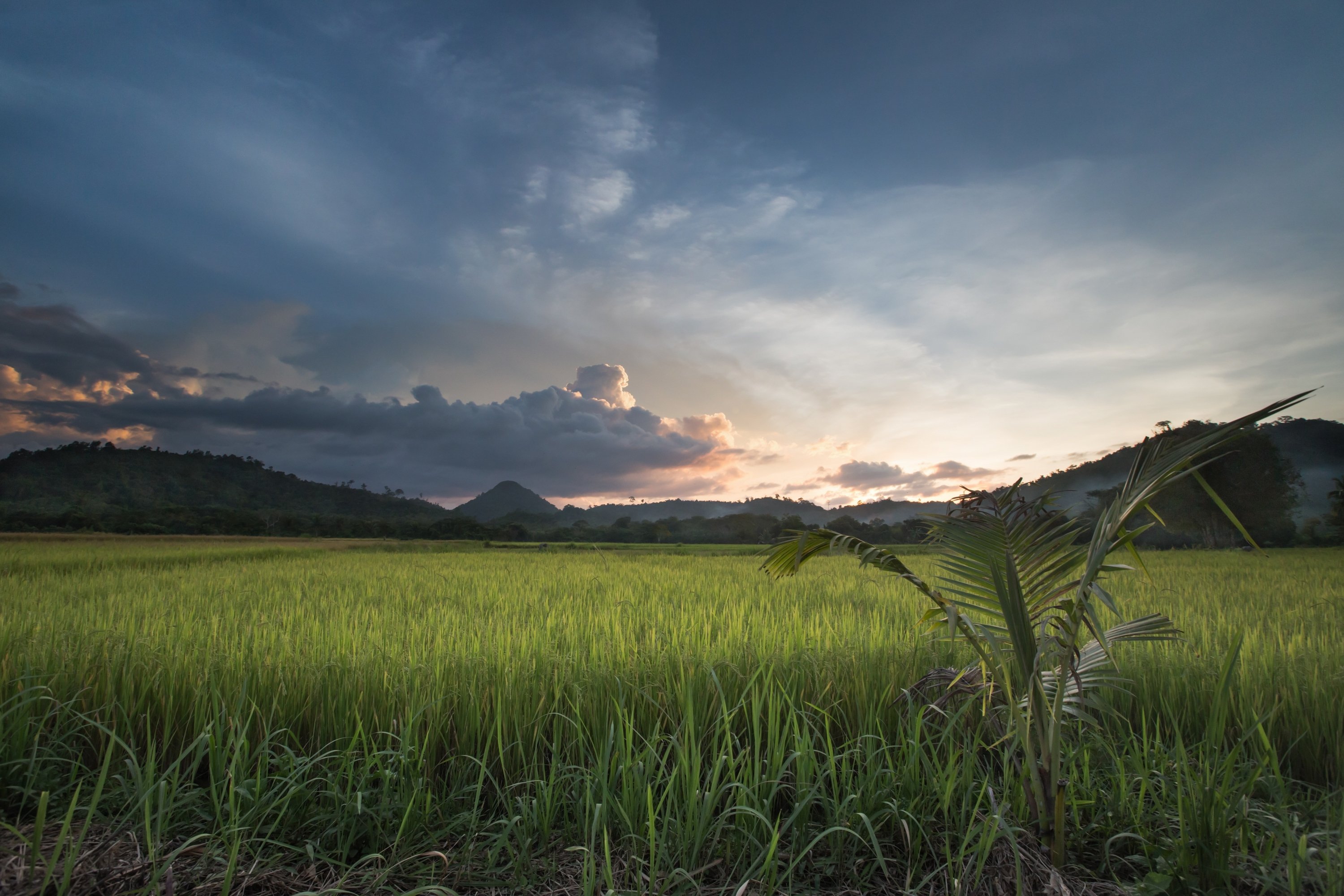 Филиппниы, закат, рисовое поле, Виктор Зайцев