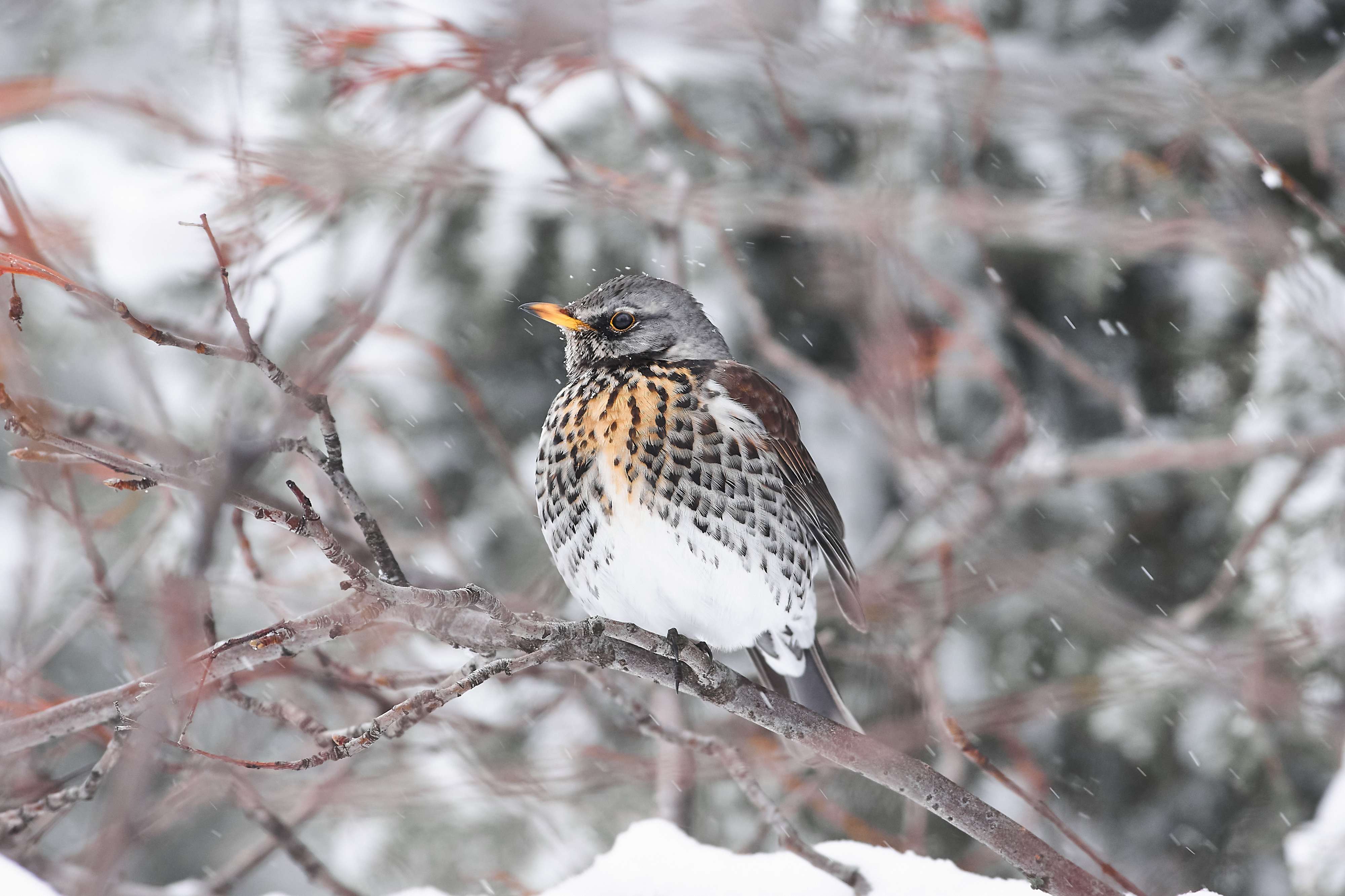 bird, birds, volgograd, russia, wildlife, , Павел Сторчилов