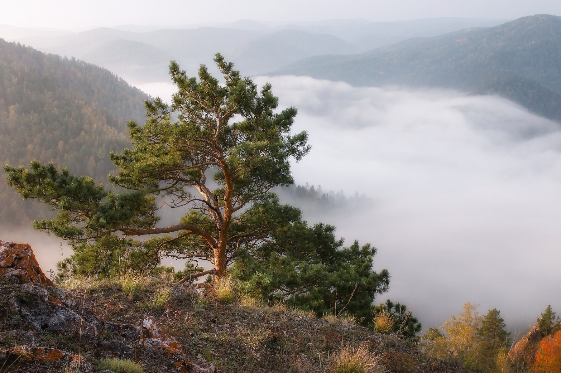 туман, торгашинский хребет, сосна, сибирь, осень, Фомина Марина