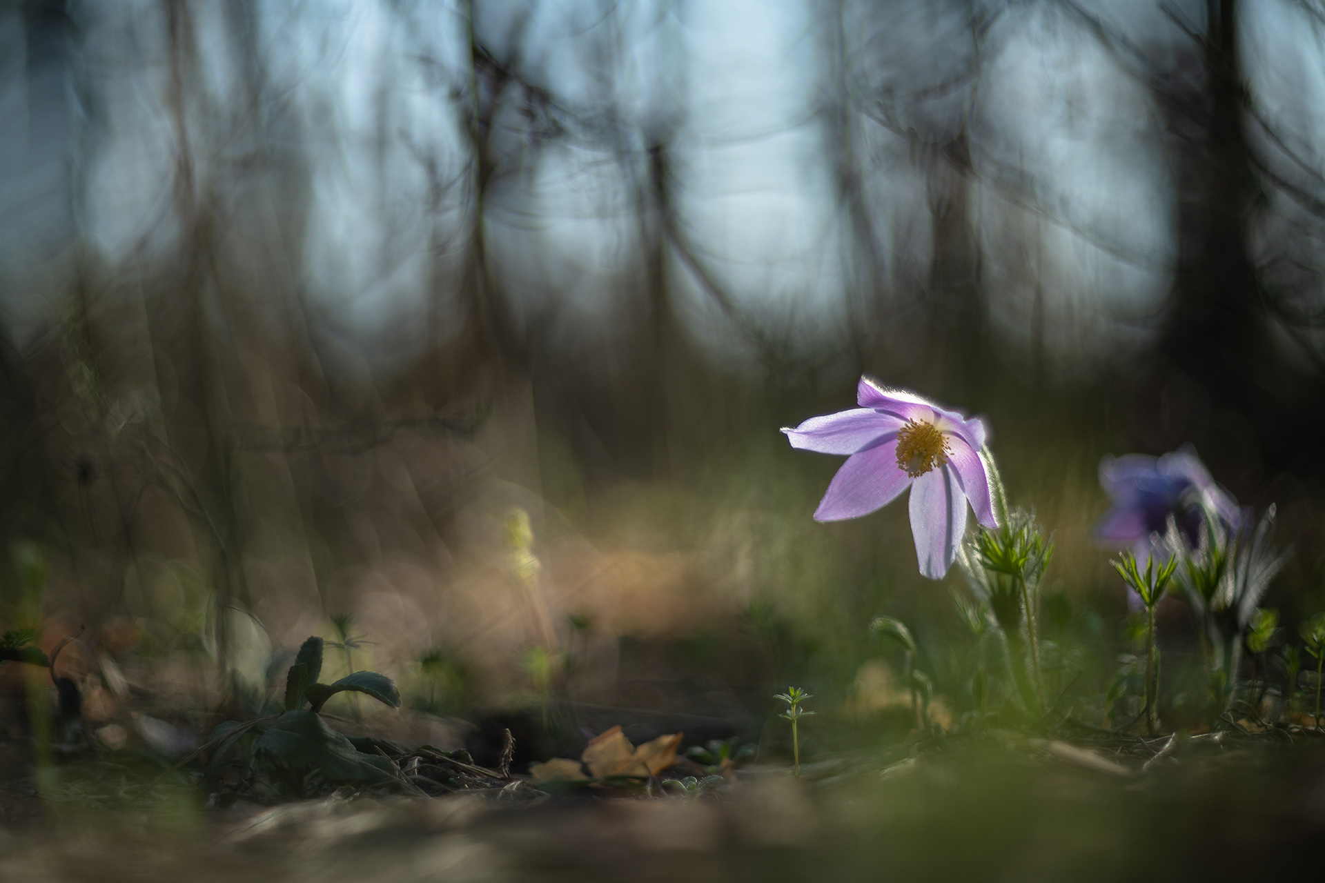 сон трава, россия, весна, апрель, воронеж, красота, nikon d 850, гелиос-40-2 1,5/85 никон., Мещеряков Геннадий