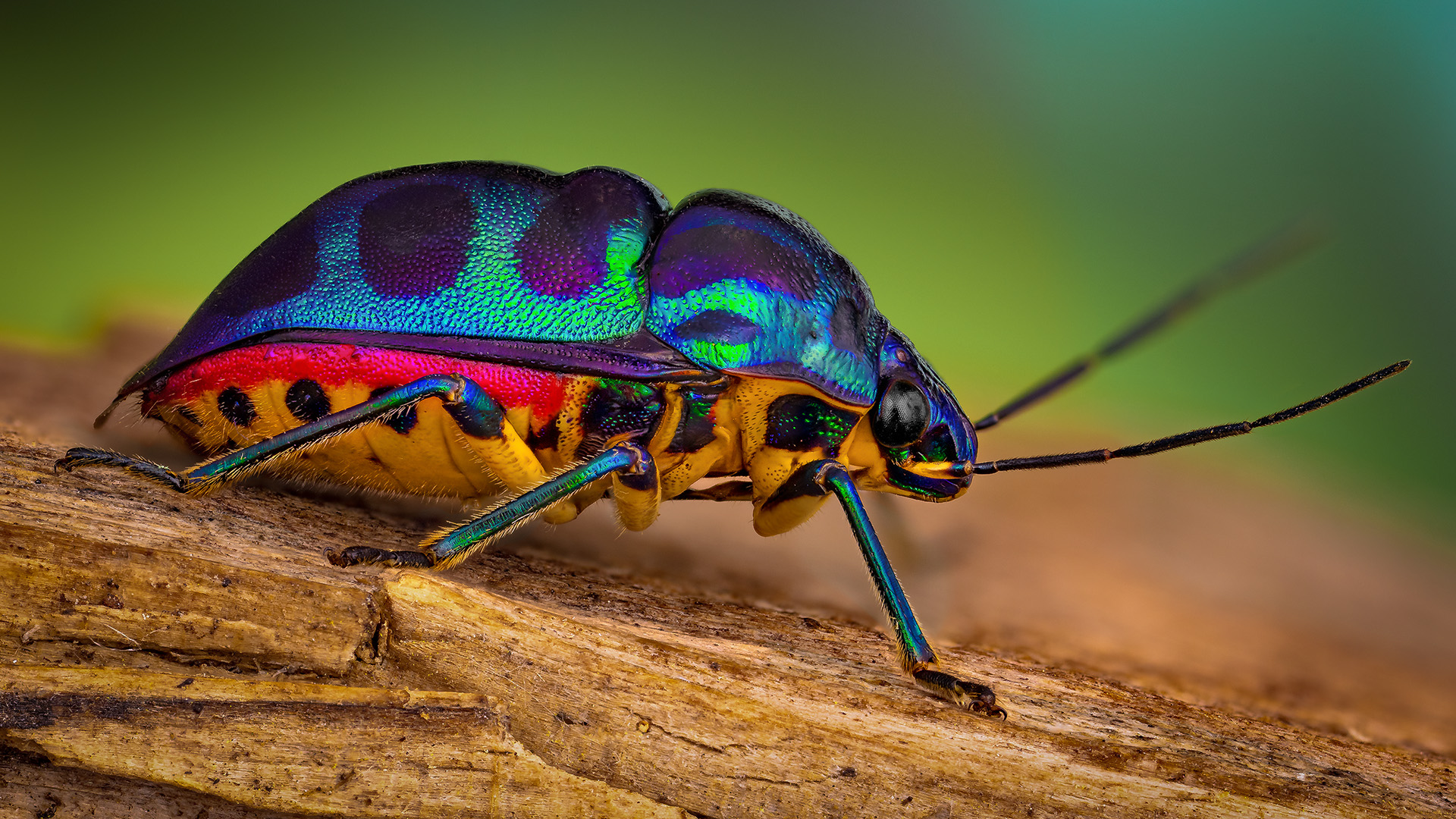 hemiptera, chrysocoris stollii, клоп, Kavaliauskas Eugenijus