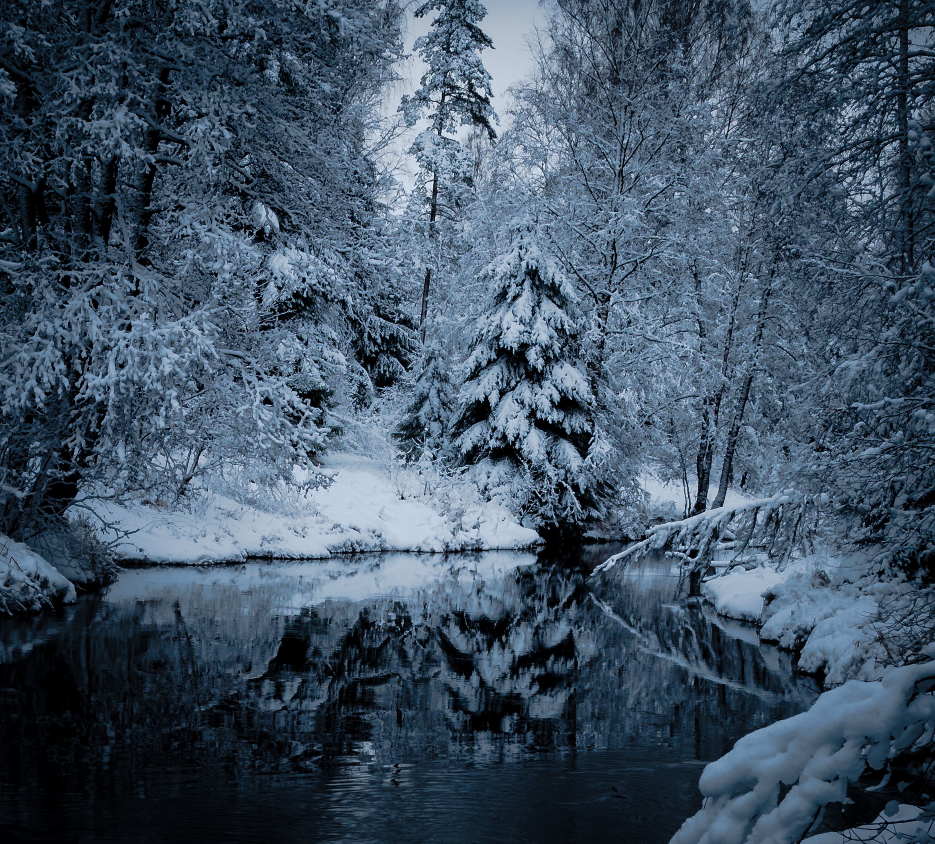 зима, лес, дерево, река, winter, snow, river, tree, пейзаж, landscape, Alexey S