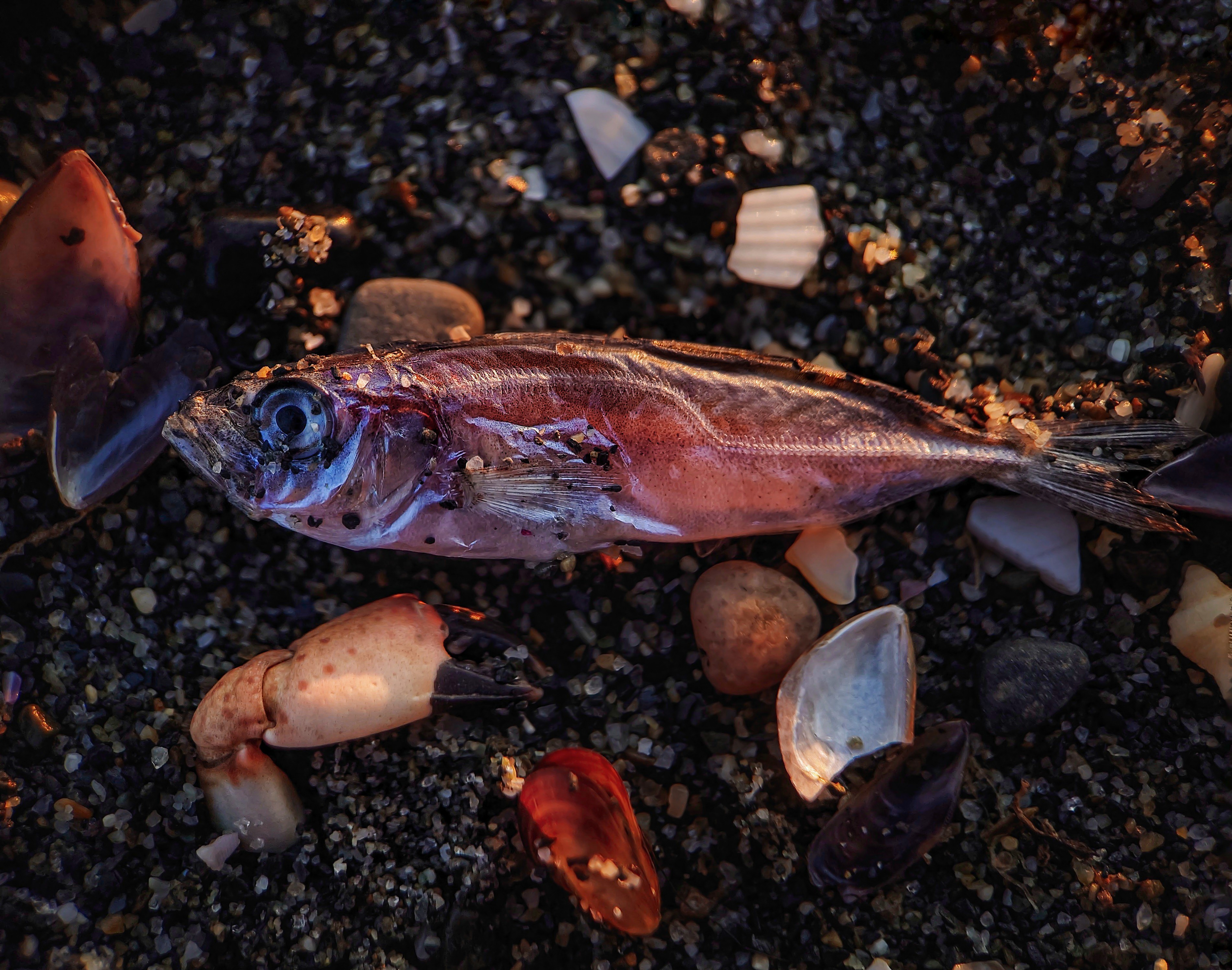 #macro #fish #deadfish #beach #sand #macro #mobilemacro #macrophotography #apexel #mobilephoto #mobilephotography #макро #nature #apexel100mm #sony # sonyxperia #sonyxperia1iv #xperia1iv, Rati Qvaraia