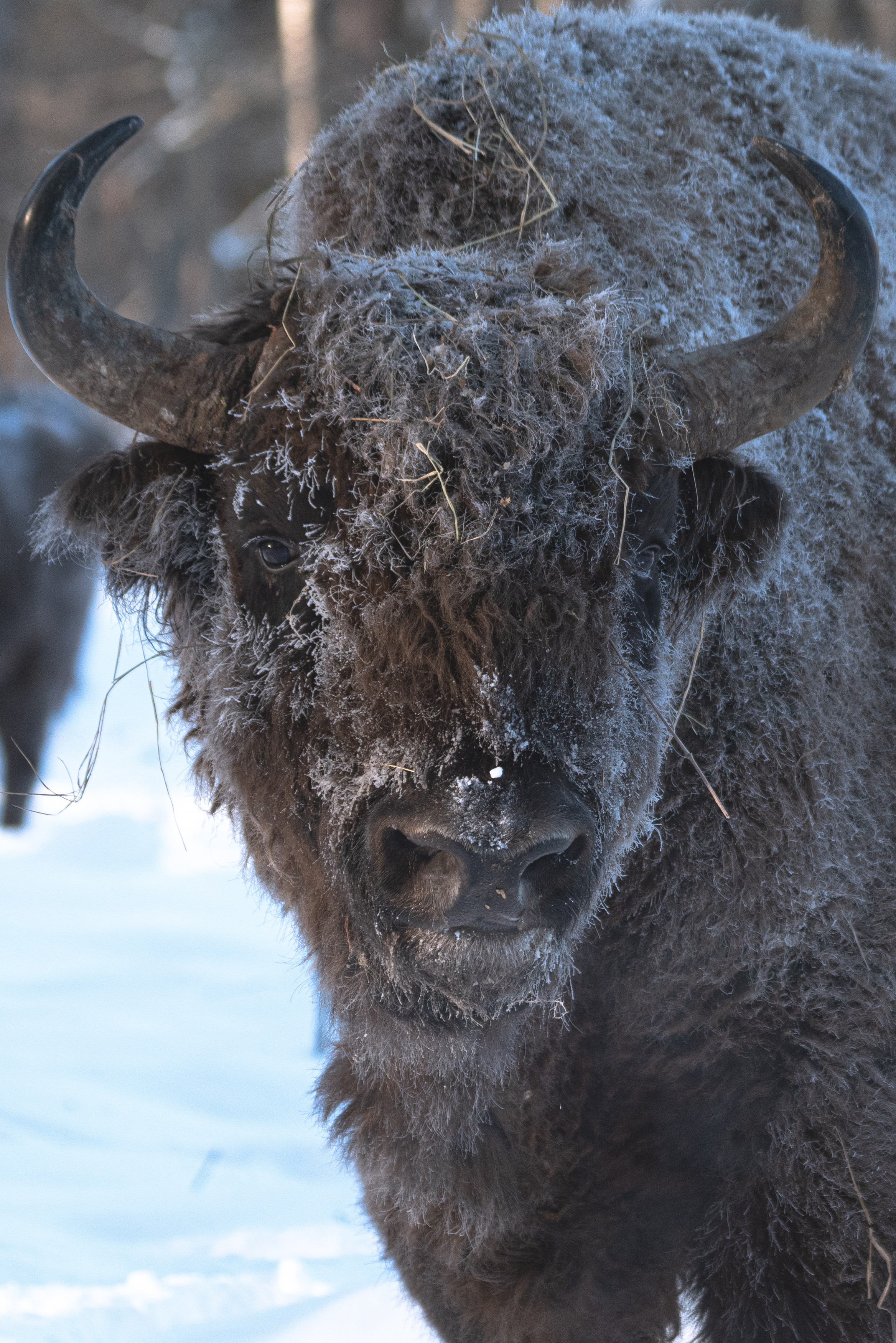 зубр, bison, forest, лес, зима, мороз, winter, природа, Nature, naturephotography, nikon, nikonrussia, иней, tamron, Сергей Немцев