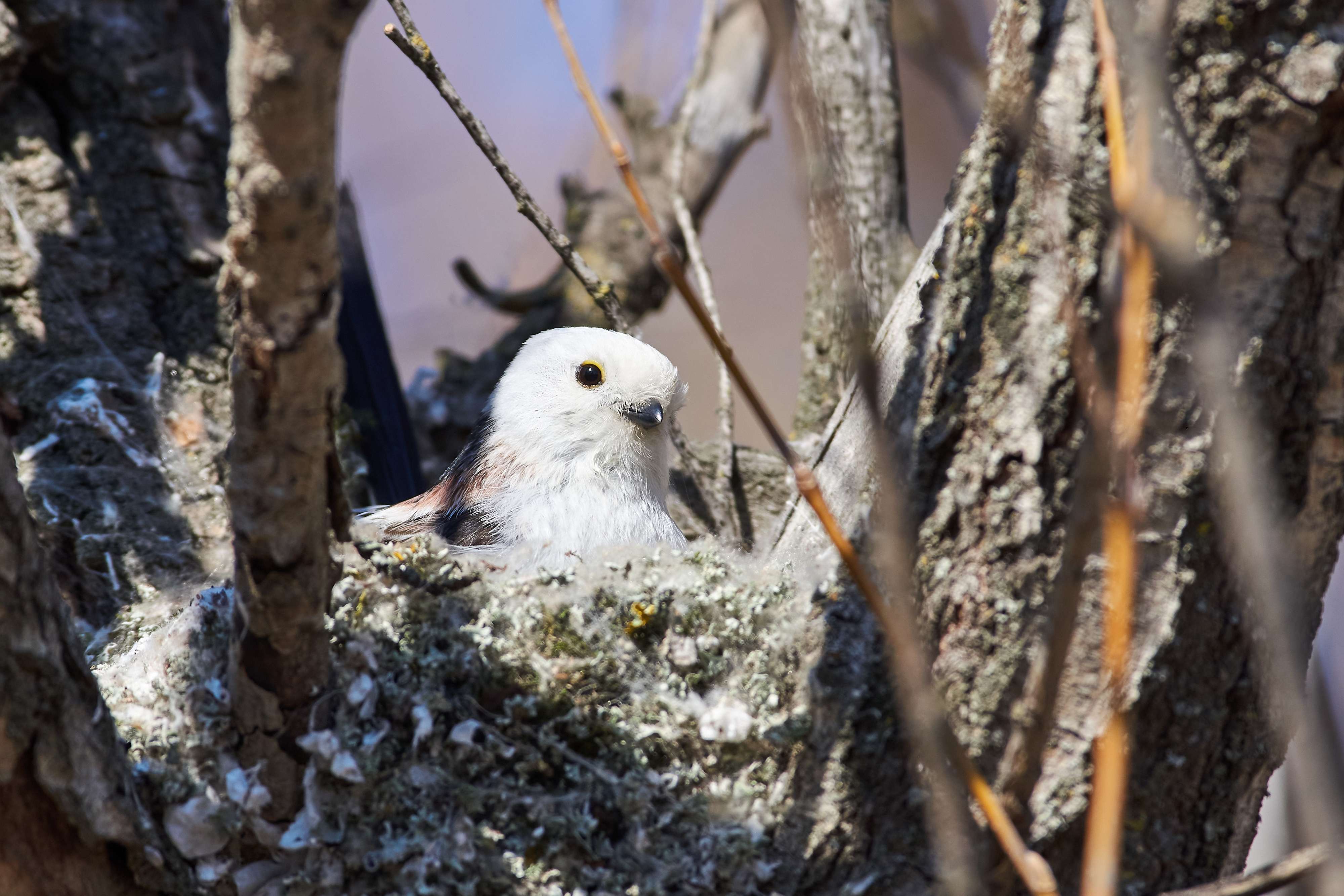 bird, birds, volgograd, russia, wildlife, , Павел Сторчилов