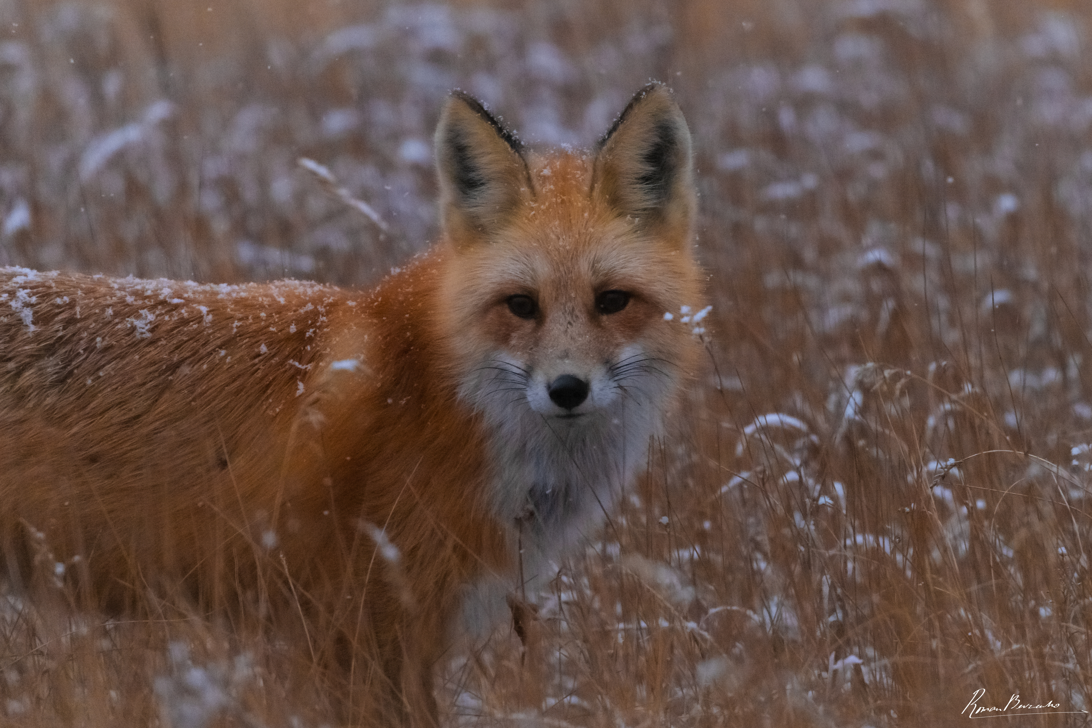 fox, wild life, yellowstone, montana, usa, Bevzenko Roman