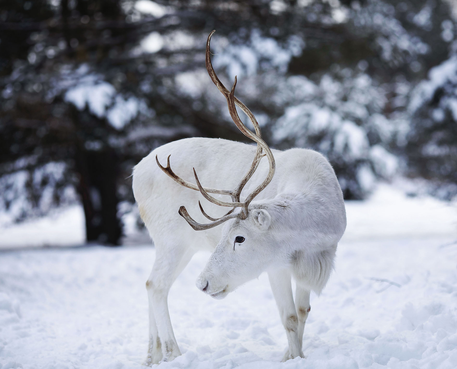 олень, красавец, север,deer, beautiful,north, winter, nature, Стукалова Юлия