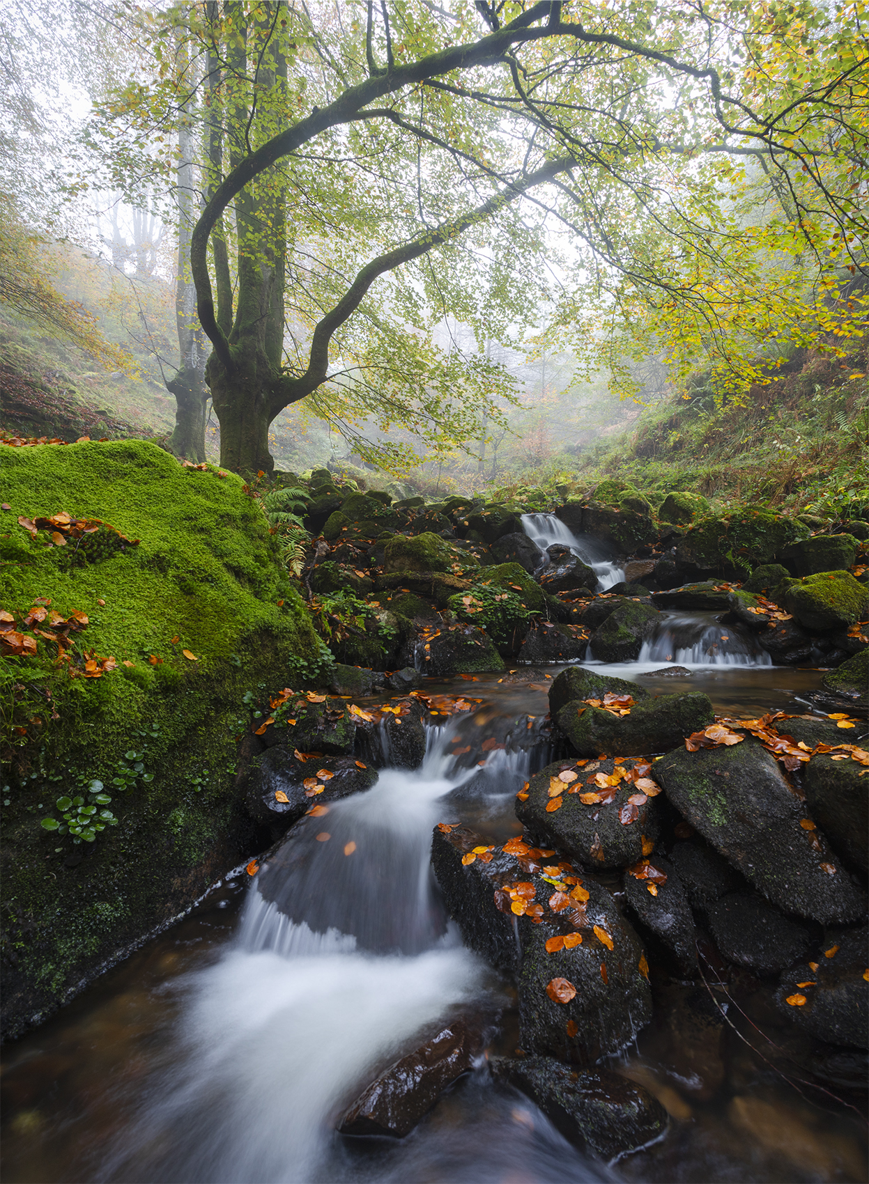 photography, mountain, autumn, fog, landscape, photo, awakening, flowers, land, landmark, lands, soft ligth, ligth, mountains, photo, river, jimenez millan samuel