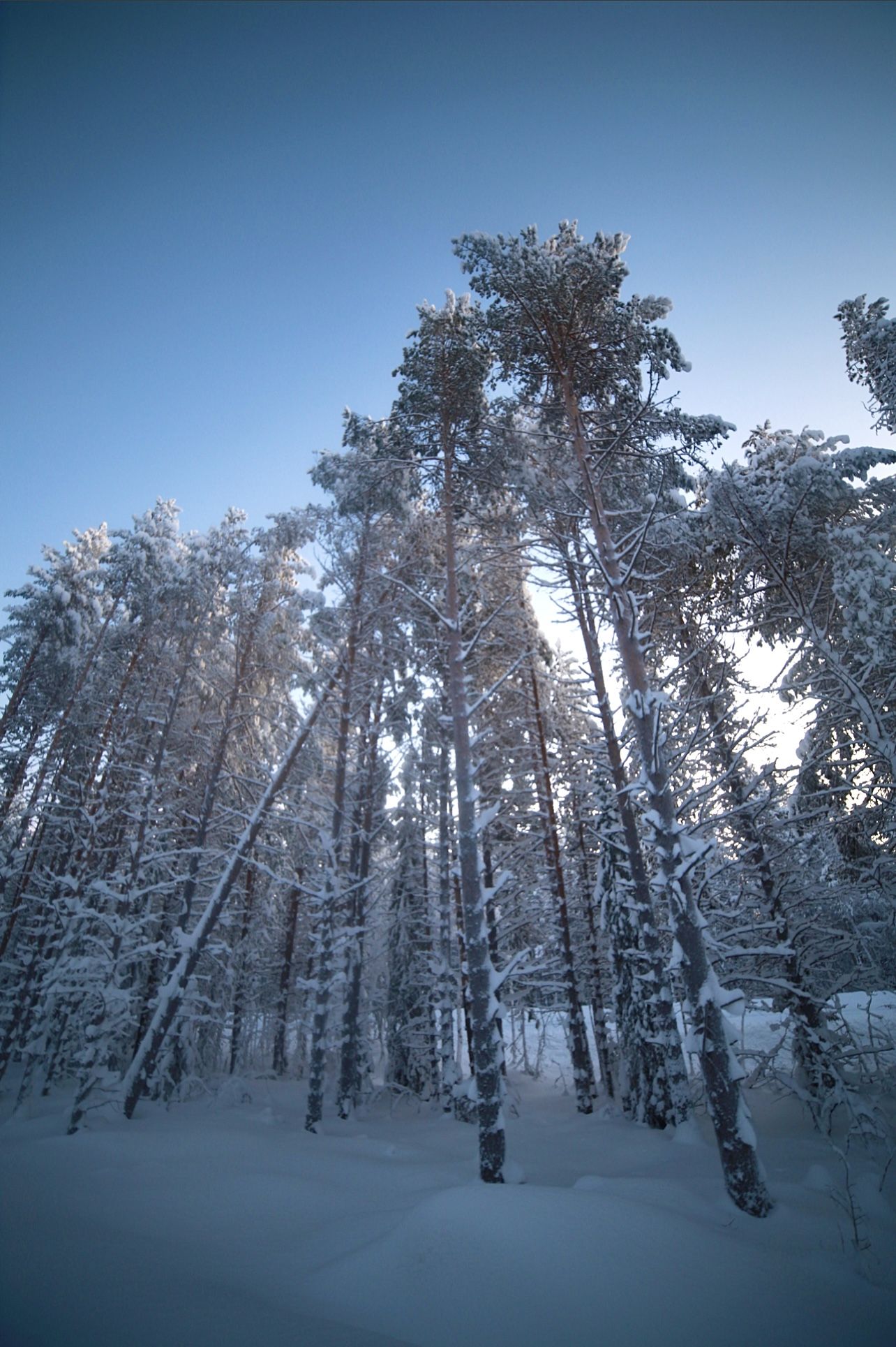 зима, снег, сугробы, мороз, ясно, небо, сосны, Алёна Салтыкова
