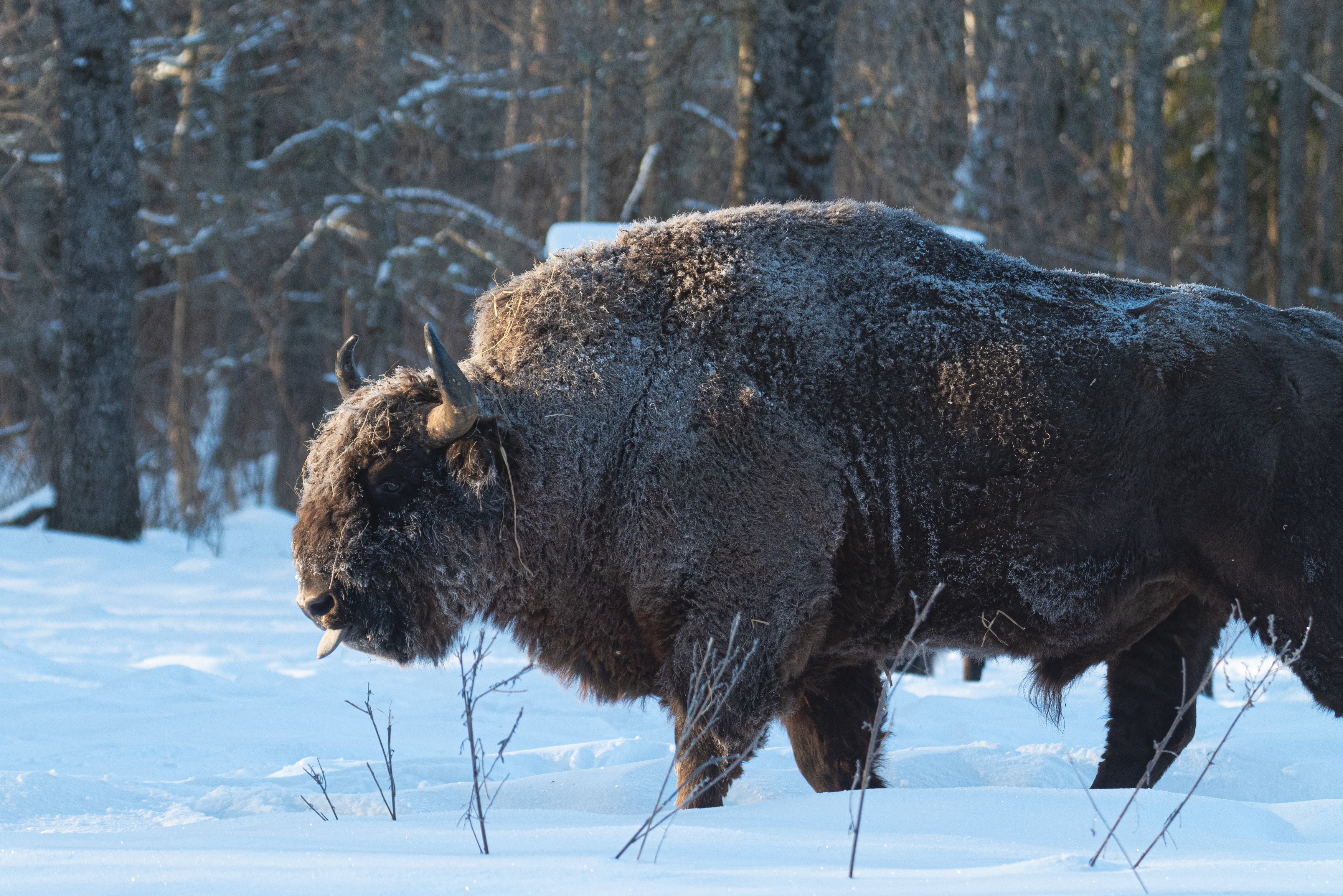 зубр, bison, forest, лес, зима, мороз, winter, природа, Nature, naturephotography, nikon, nikonrussia, иней, tamron, Сергей Немцев