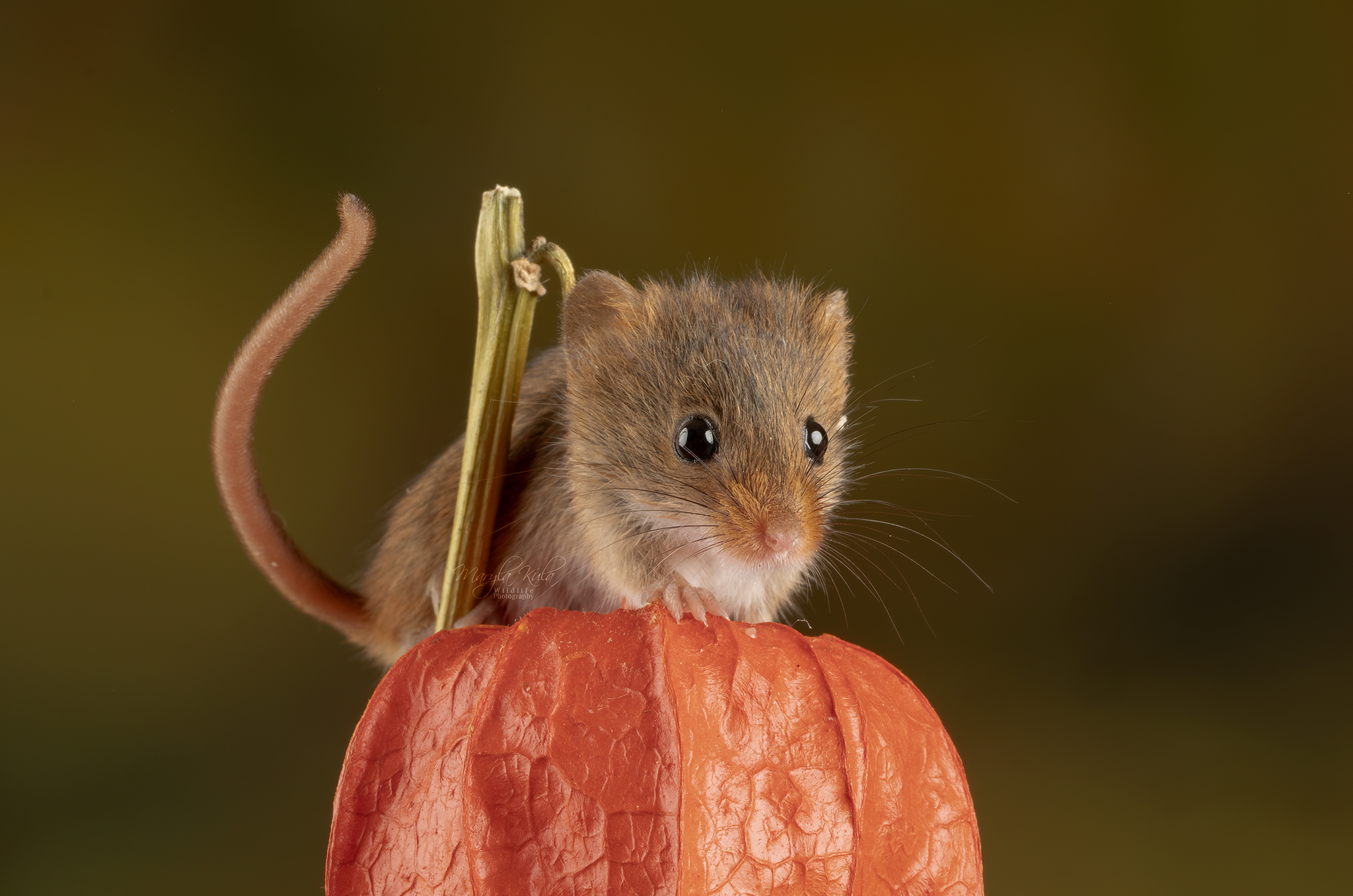 harvest mouse, mouse, rodent, animals, nature, wildlife, canon, MARIA KULA