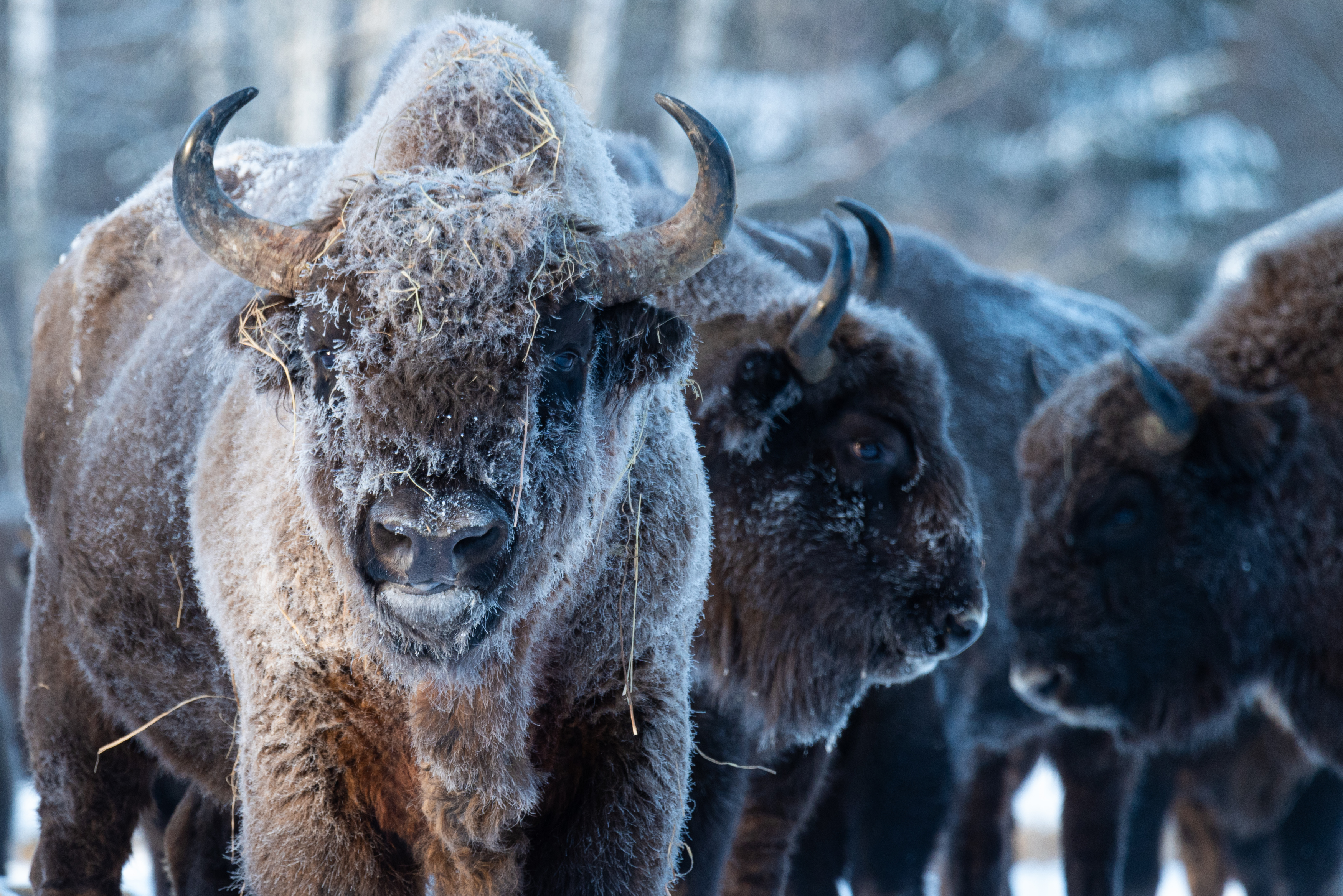 зубр, bison, forest, лес, зима, мороз, winter, природа, Nature, naturephotography, nikon, nikonrussia, иней, tamron, Сергей Немцев