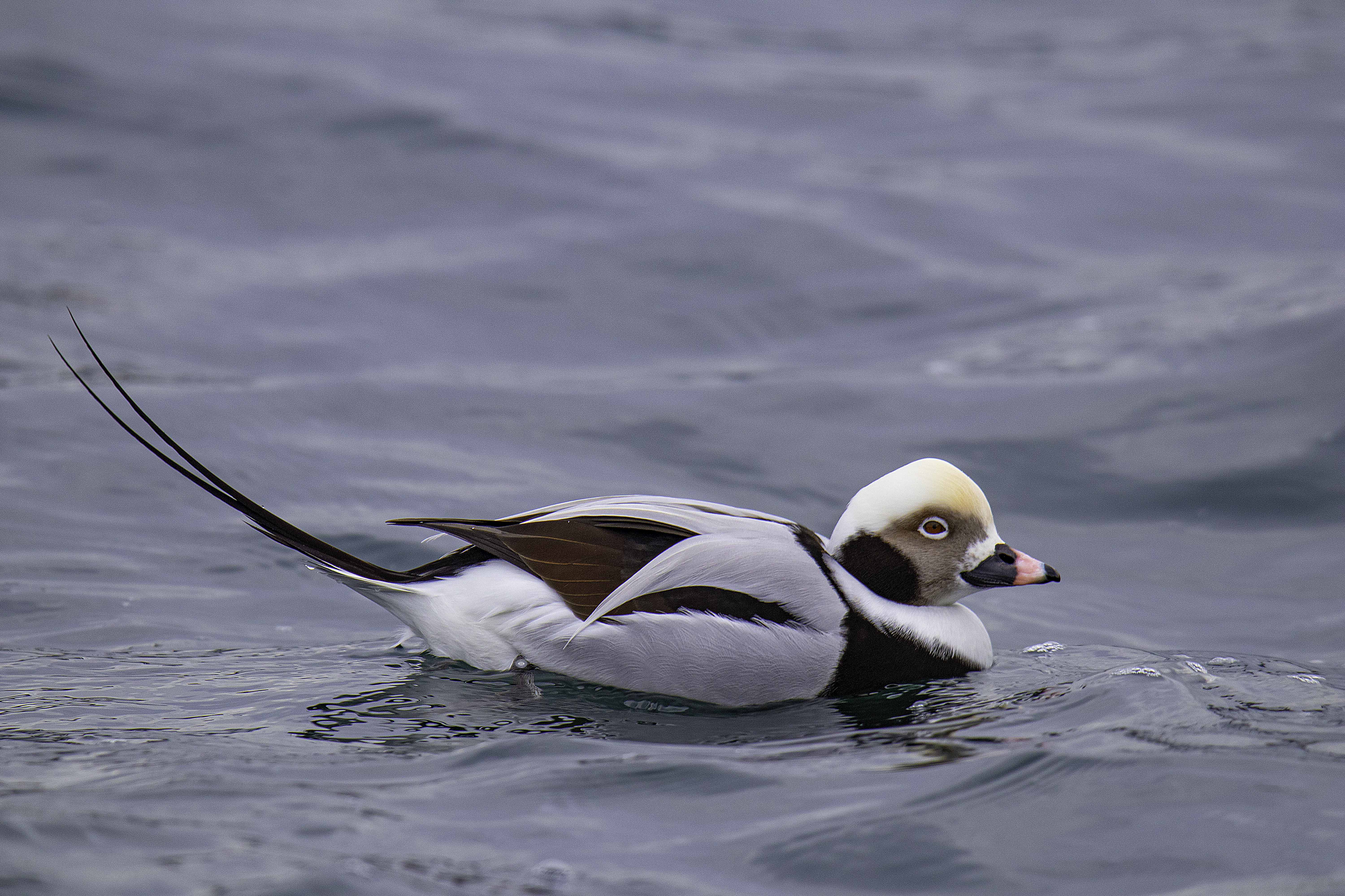 Bird- Duck, Ali Pashang