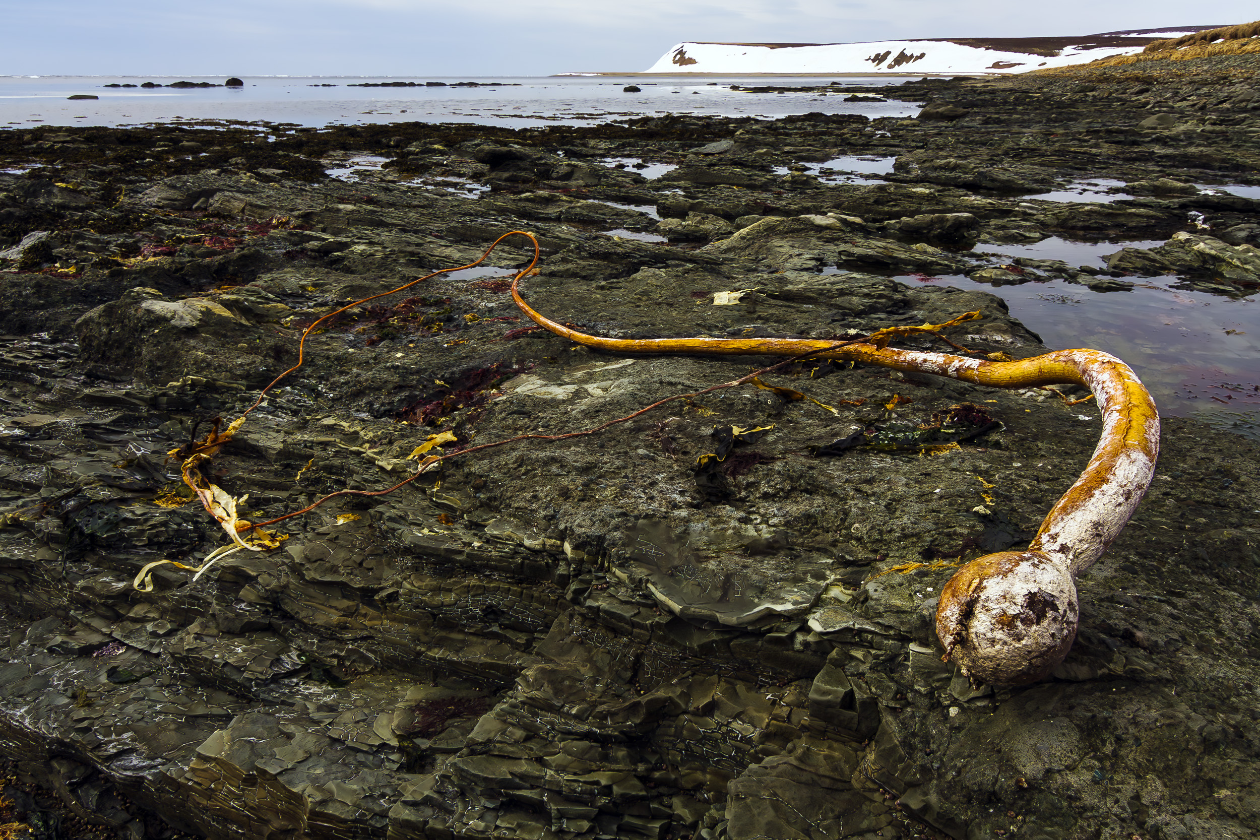 водоросли, нереоцистис, морские водоросли, риф, камни, весна, остров беринга, командоры, Уткин Дмитрий