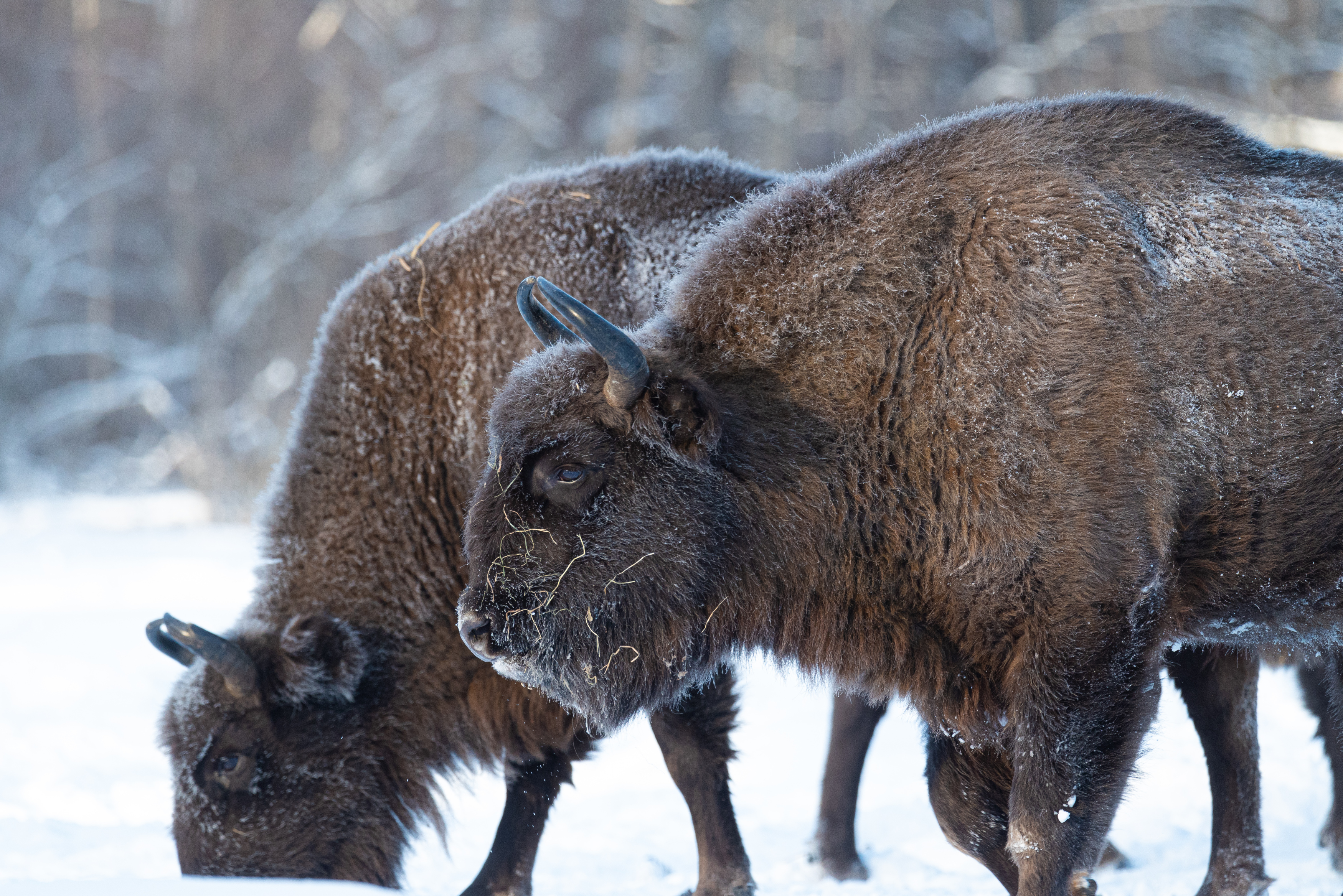 зубр, bison, forest, лес, зима, мороз, winter, природа, Nature, naturephotography, nikon, nikonrussia, иней, tamron, Сергей Немцев