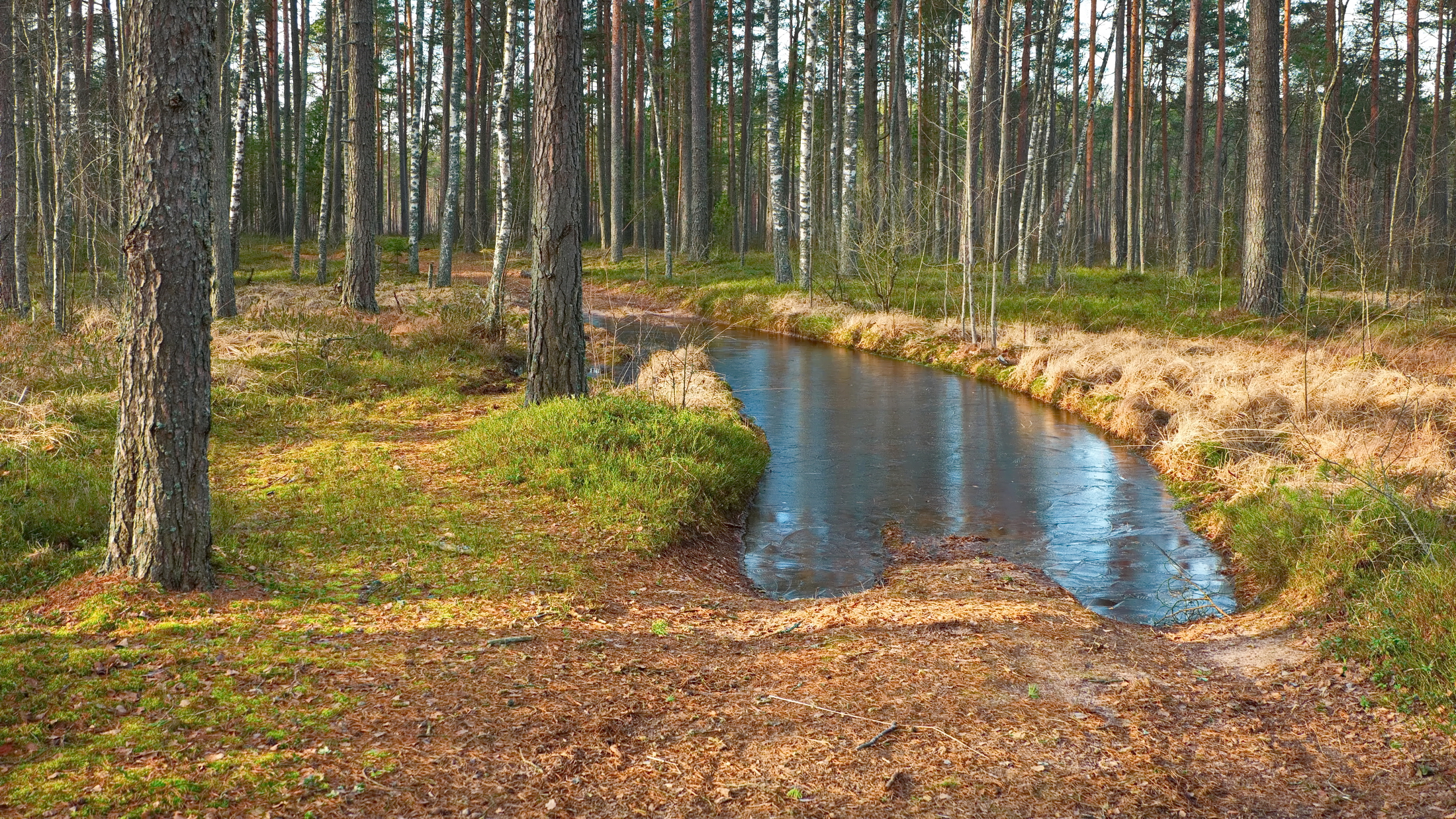 зима, лес, лужа, лед, беларусь, Виктор Гурков