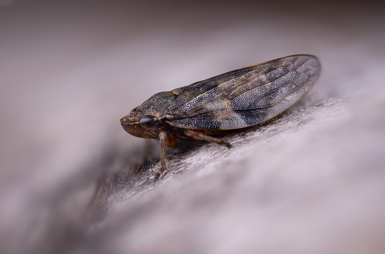 hemiptera, aphrophora alni, пенница ольховая, alksninė cikada, Kavaliauskas Eugenijus