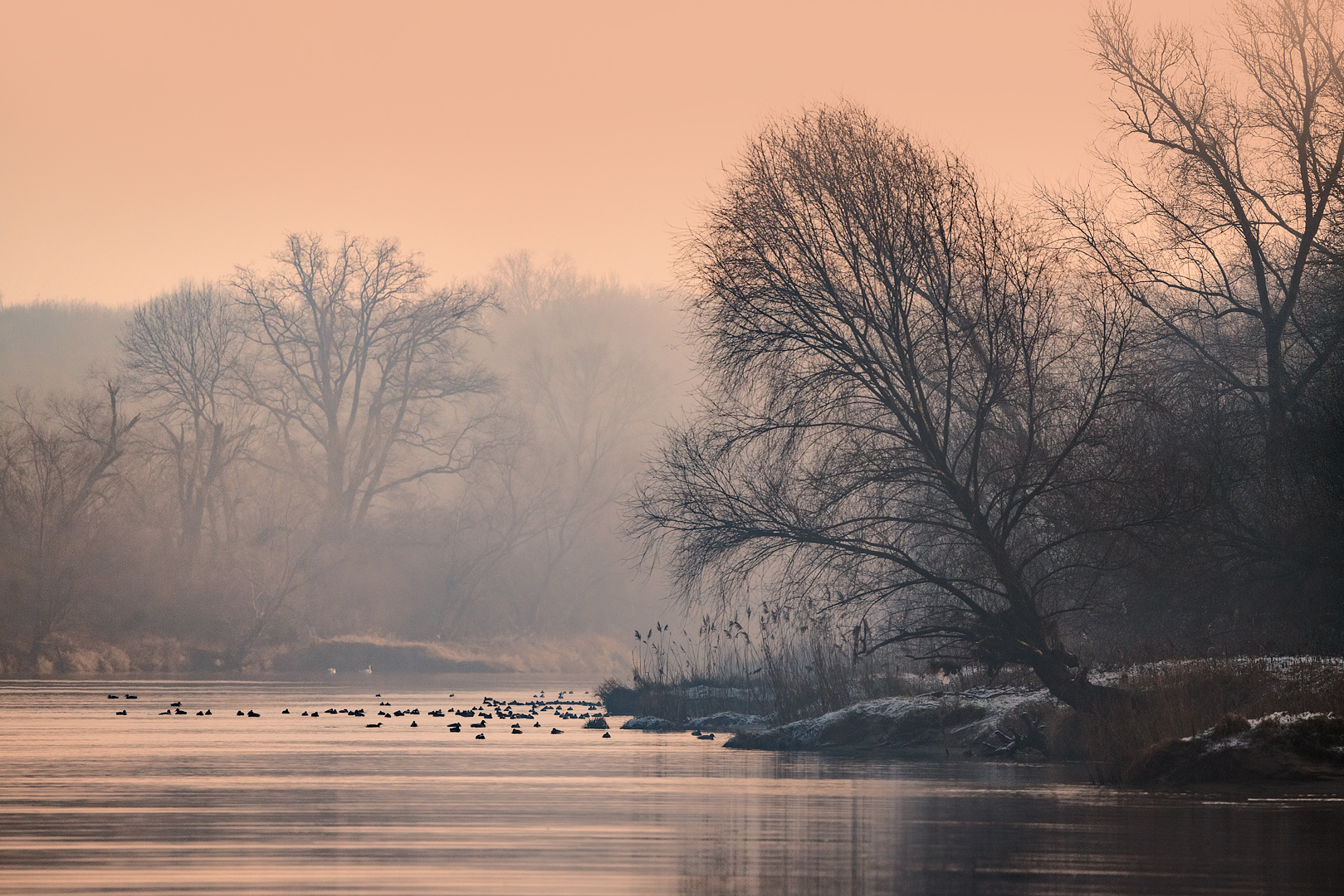 wildlife, nature, river, ducks,trees, Wojciech Grzanka