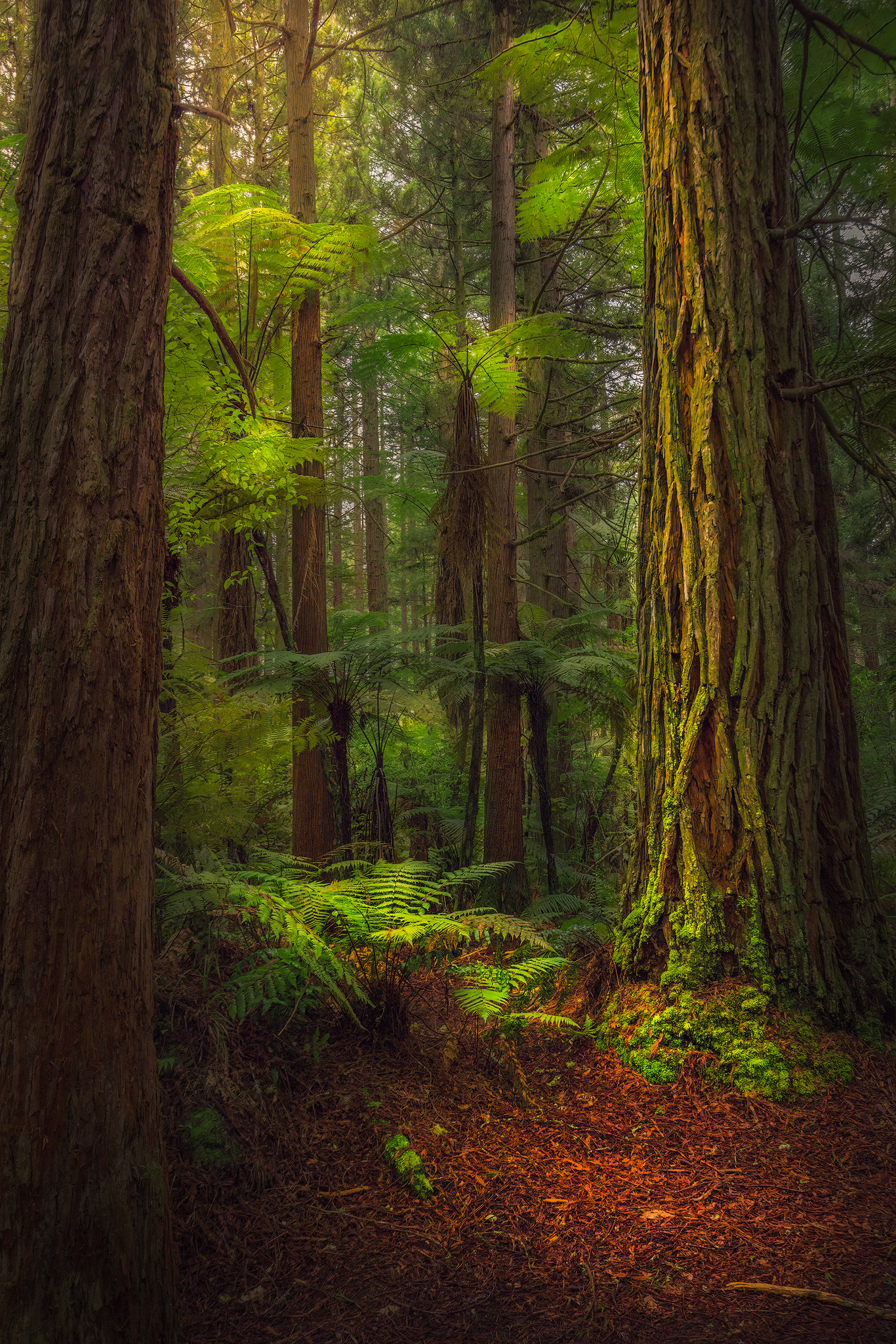 Redwoods, new zealand, outdoors, forest, travel, landscape, Lukas Trixl