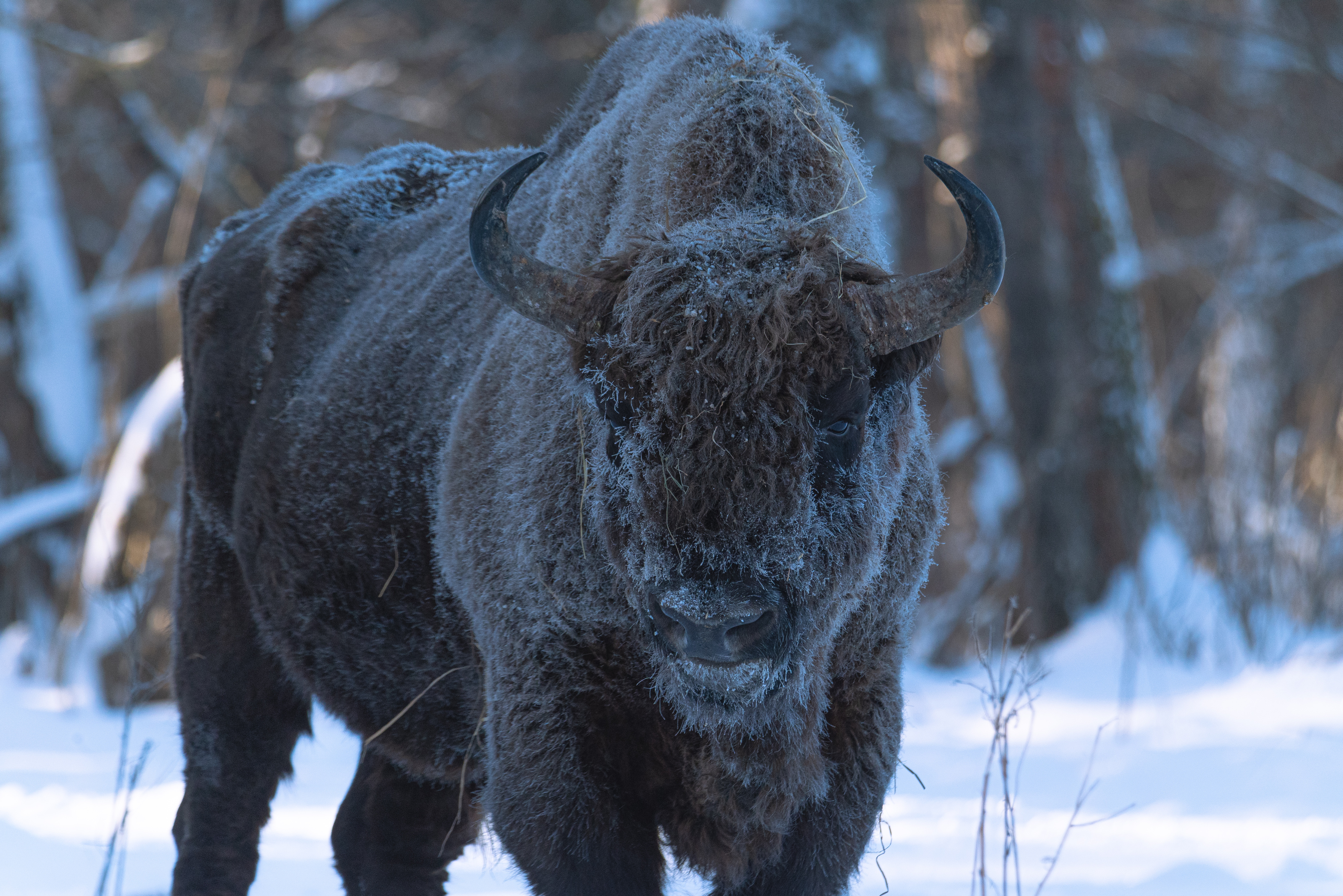 зубр, bison, forest, лес, зима, мороз, winter, природа, Nature, naturephotography, nikon, nikonrussia, иней, tamron, Сергей Немцев