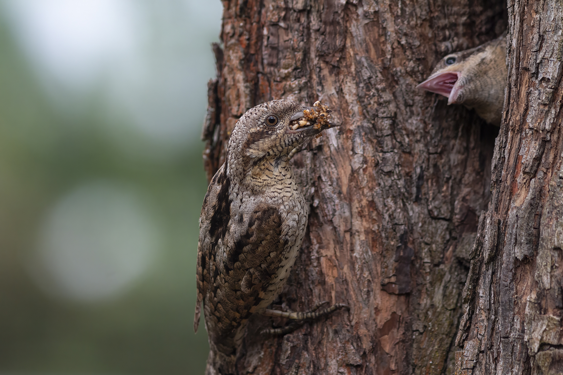 животные, птицы, вертишейка, дупло, природа, wildlife, nature, Пронин Денис