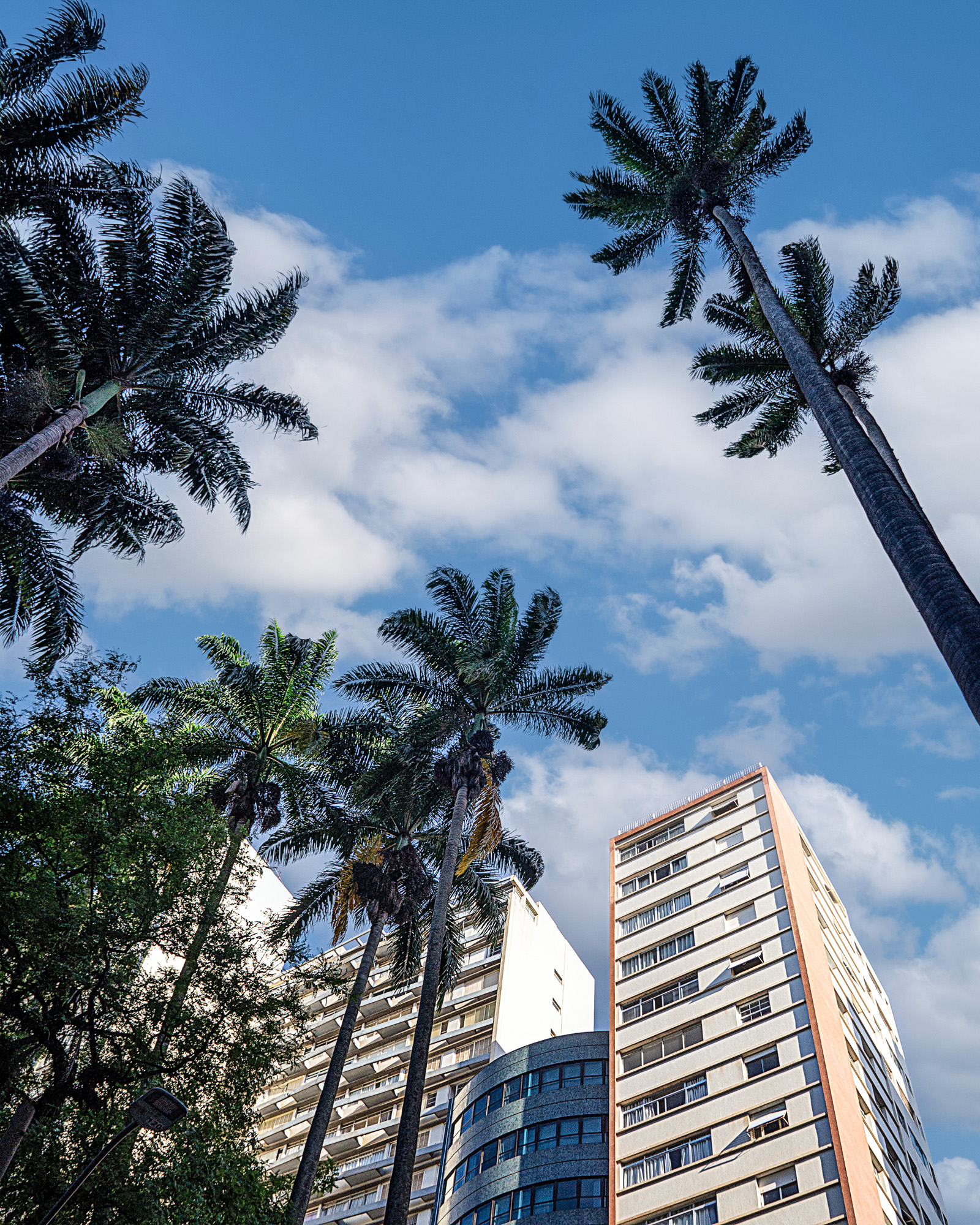 city, architecture, cities, brazil, travel, memory, trees, building, blue sky, Joao R Cortez