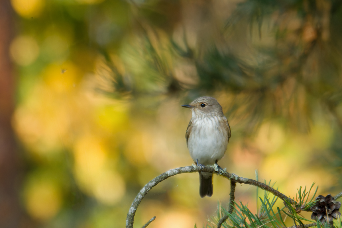 bird, птица,  мухоловка, Хилько Марина