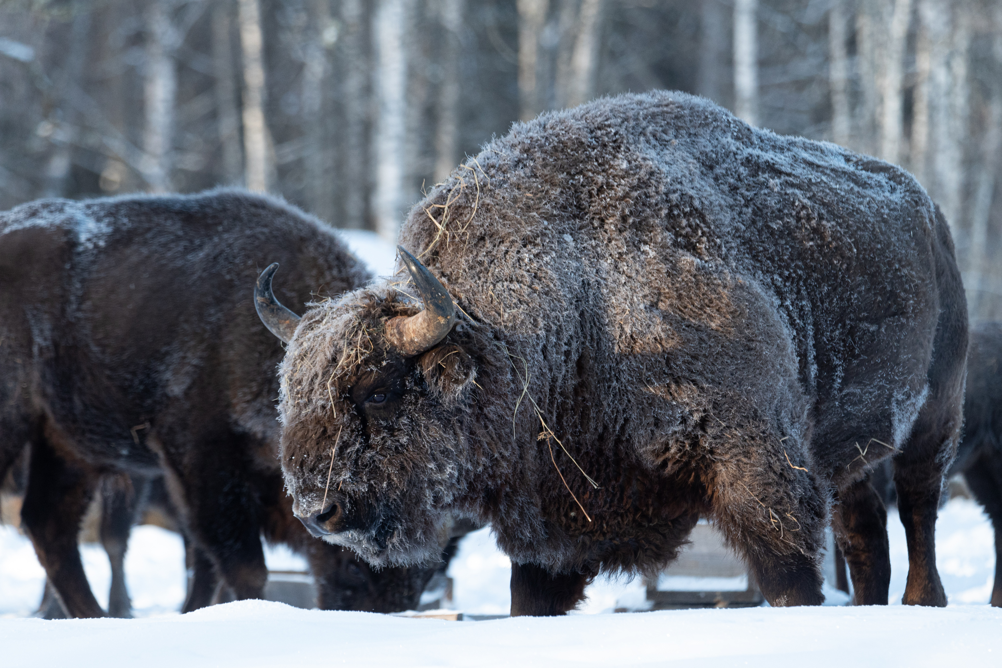 зубр, bison, forest, лес, зима, мороз, winter, природа, Nature, naturephotography, nikon, nikonrussia, иней, tamron, Сергей Немцев