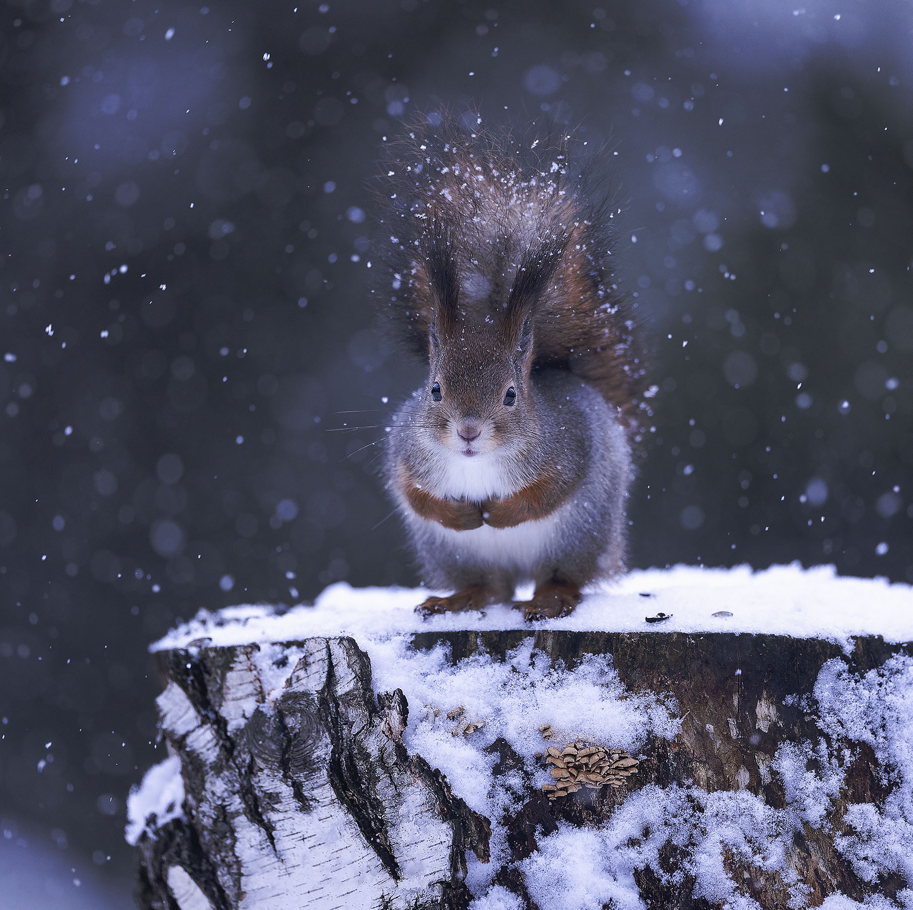 белка, новогодняя белка, красотка, лес,снежинки ,squirrel, beautiful, forest, winter ,nature, Стукалова Юлия