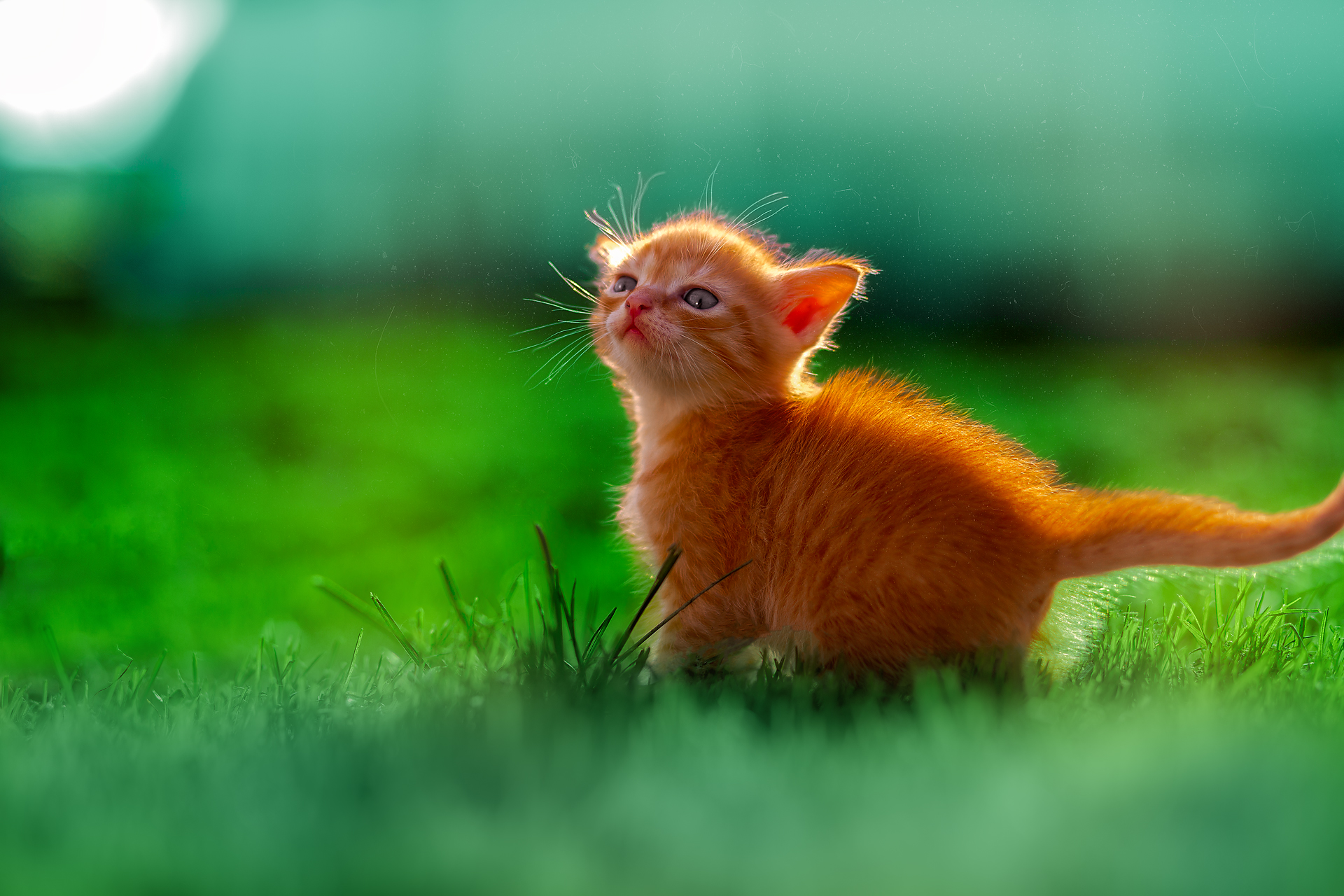 pets cats animals nature summer sunday cute ginger kitten, Холудеев Виктор