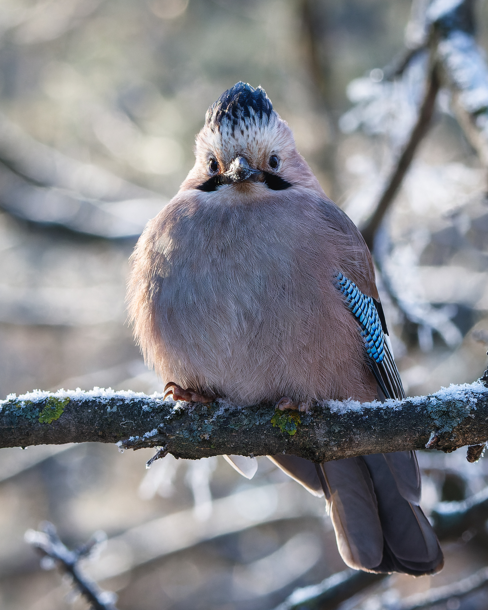 сойка, птицы, кисловодский парк, garrulus glandarius, Римма Герасименко