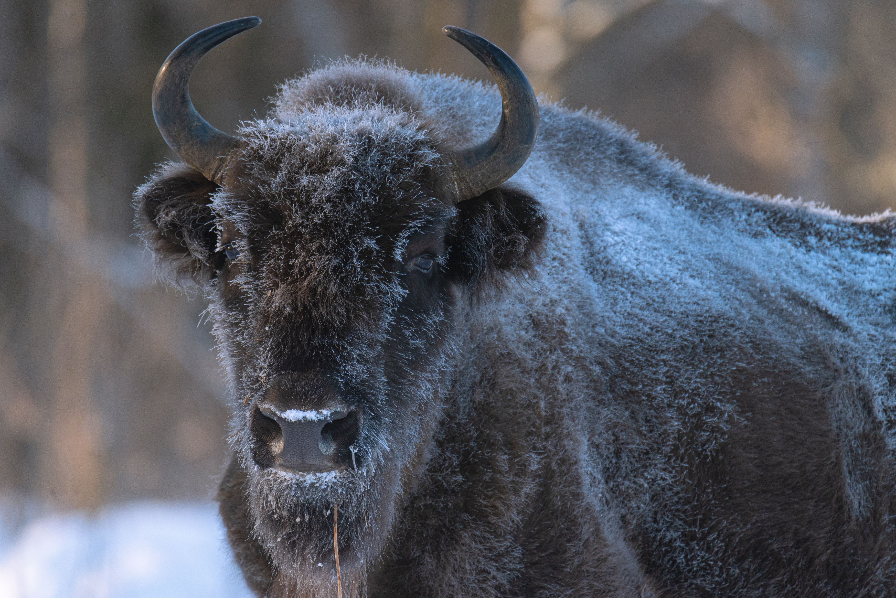 зубр, bison, forest, лес, зима, мороз, winter, природа, Nature, naturephotography, nikon, nikonrussia, иней, tamron, Сергей Немцев