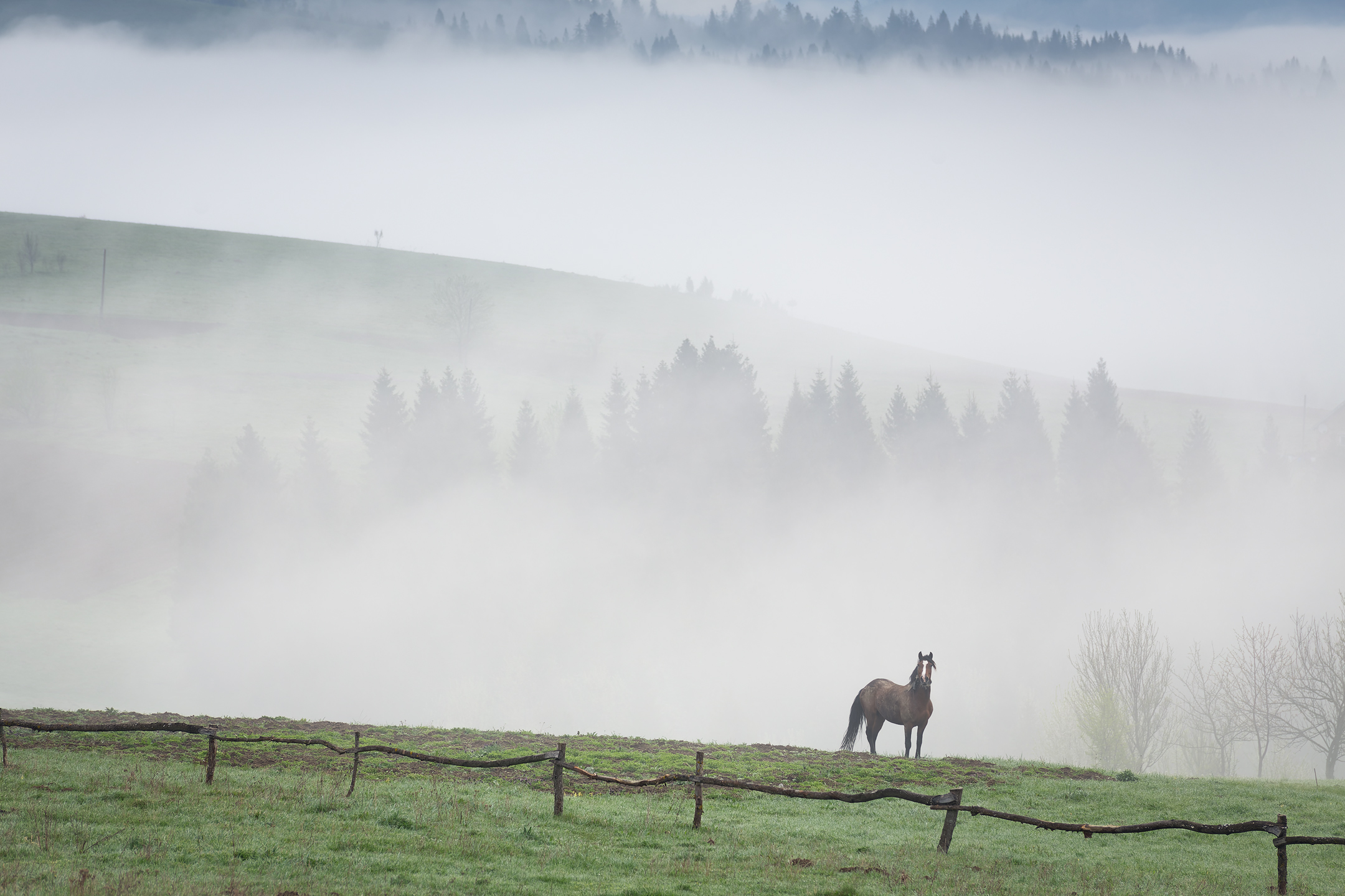 carpatian, horse, mist, fog, mountains, Матюшенков Евгений