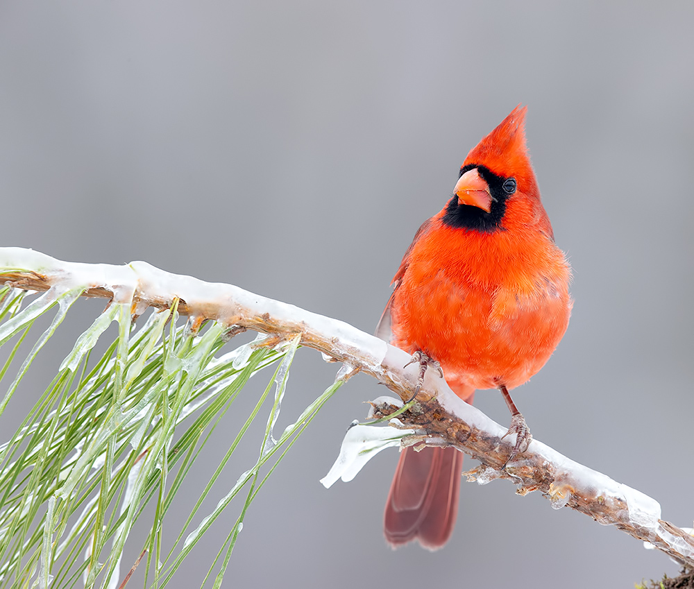 красный кардинал, northern cardinal, cardinal,кардинал, зима, winter bird, Etkind Elizabeth