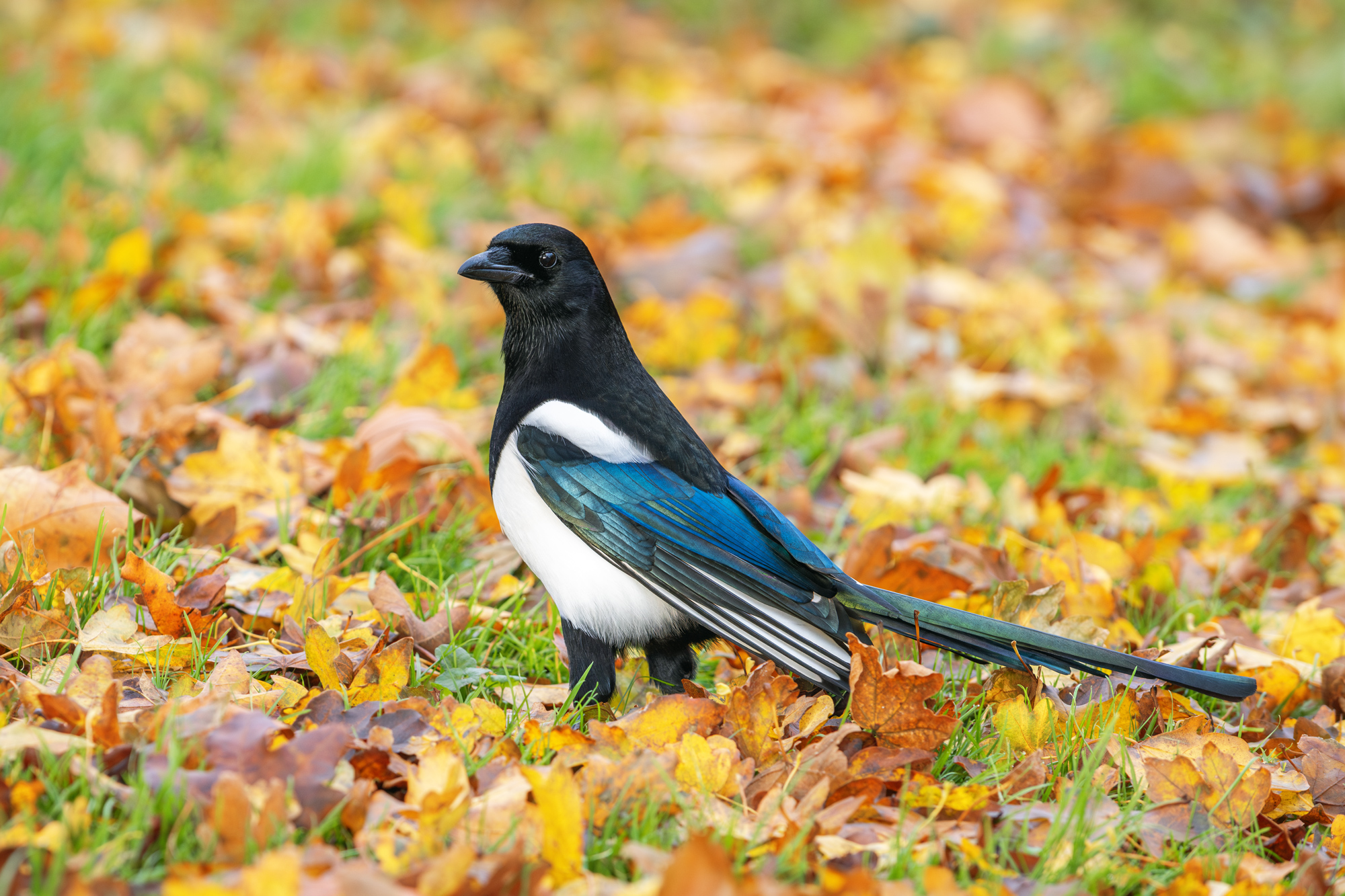 nature; wild; wildlife; animal; bird; сорока, magpiie; eurasian magpie, common magpie; pica pica, autumn; autumn colors; plumage; breeding plumage, Наталья Паклина