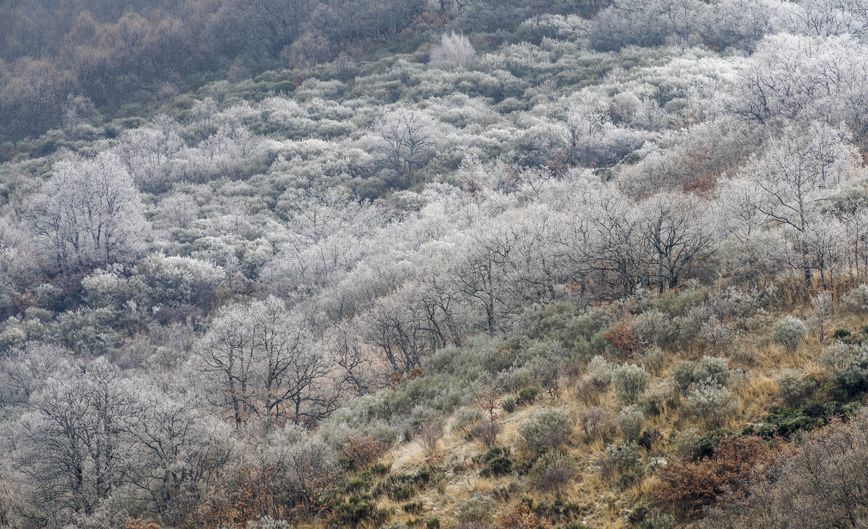 photo,photohraphy,forest,ice,winter,land,landscape,nature,mood,white,outdoor,mountains,mount,mountain,amaizing, jimenez millan samuel