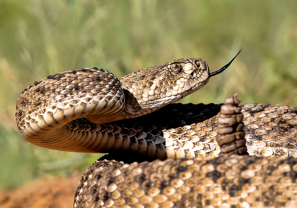 техасский гремучник, western diamondback rattlesnake, rattlesnake, змея, sneak, texas, Etkind Elizabeth