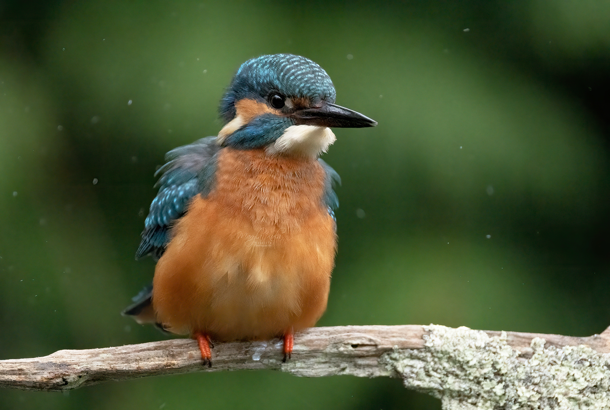 kingfisher, birds, nature, wildlife, canon, MARIA KULA