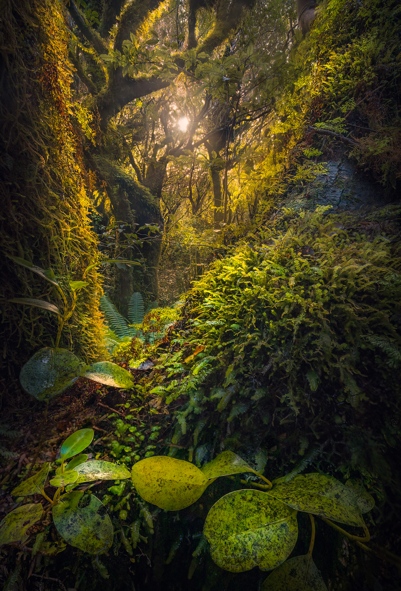 New zealand, taranaki, forest, landscape, travel, outdoors, Lukas Trixl