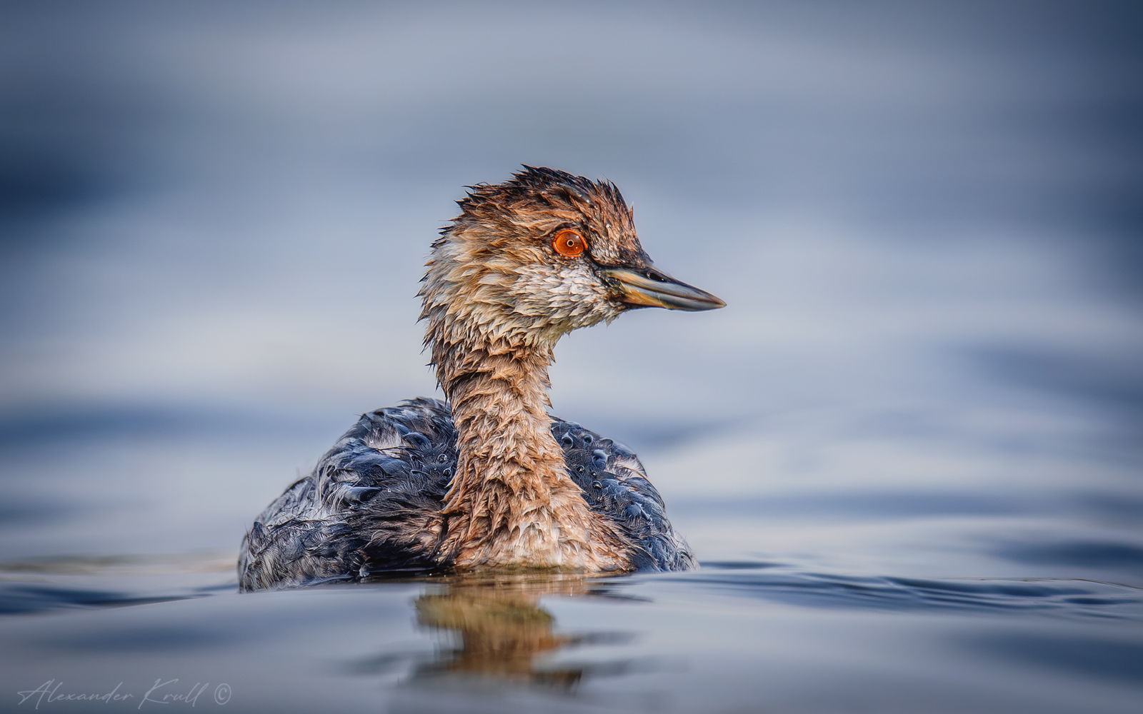 поганка, черношейная поганка, podiceps nigricollis, Круль Александр