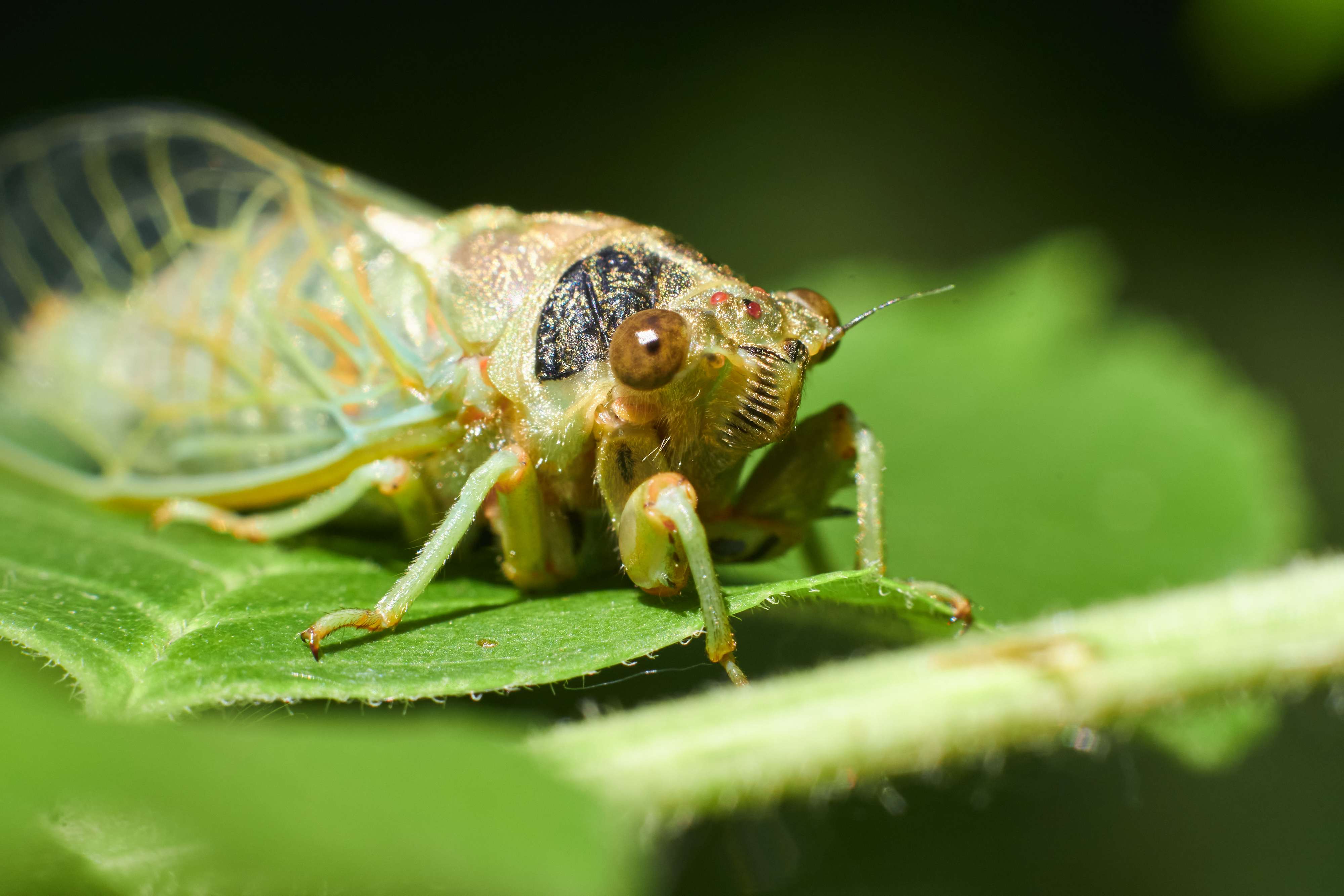 macro, volgograd, russia, wildlife, , Павел Сторчилов