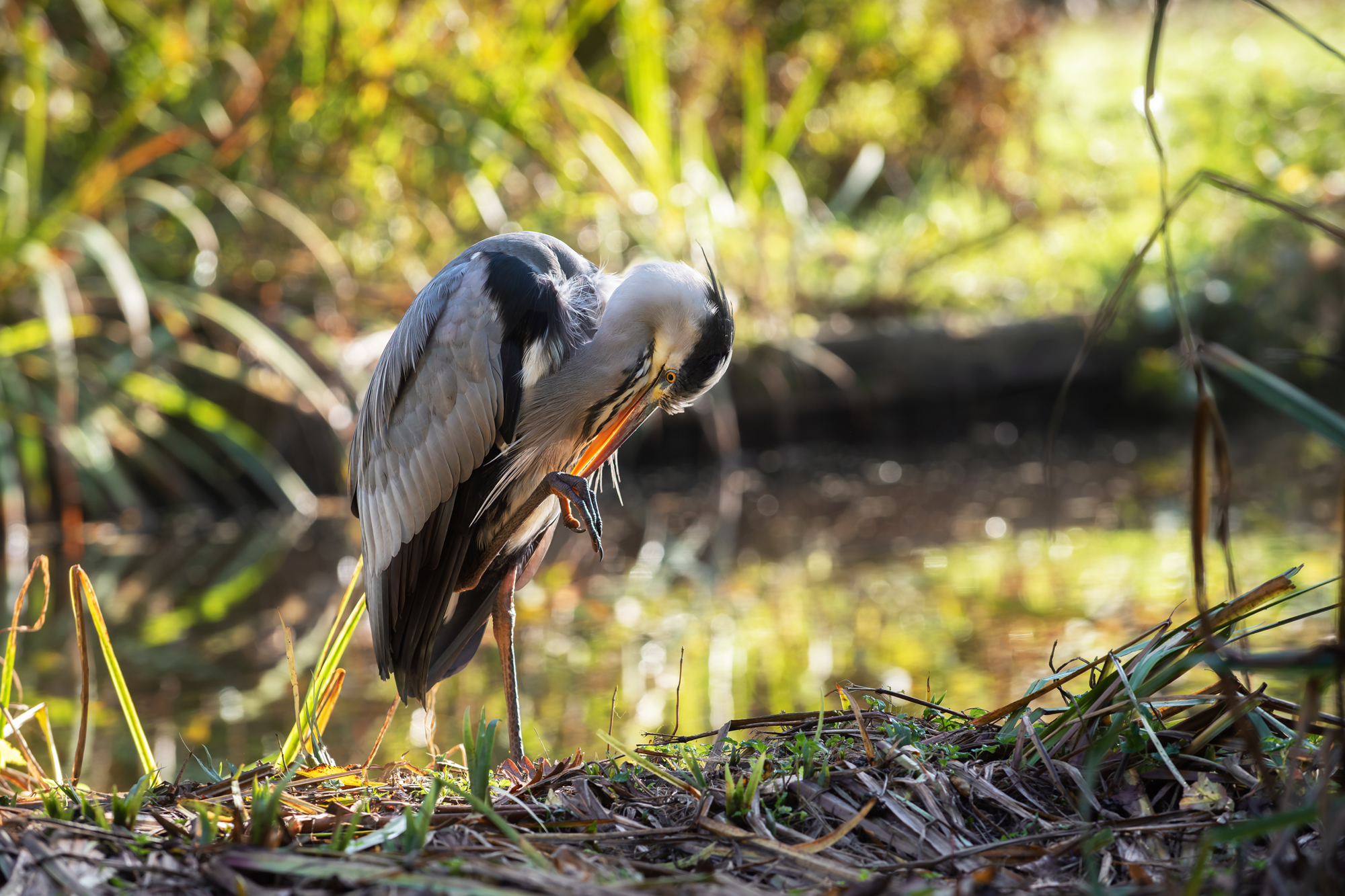 nature; wild; wildlife; animal; animal portrait; bird; adult; heron; grey heron; ardea cinerea; серая цапля, Наталья Паклина