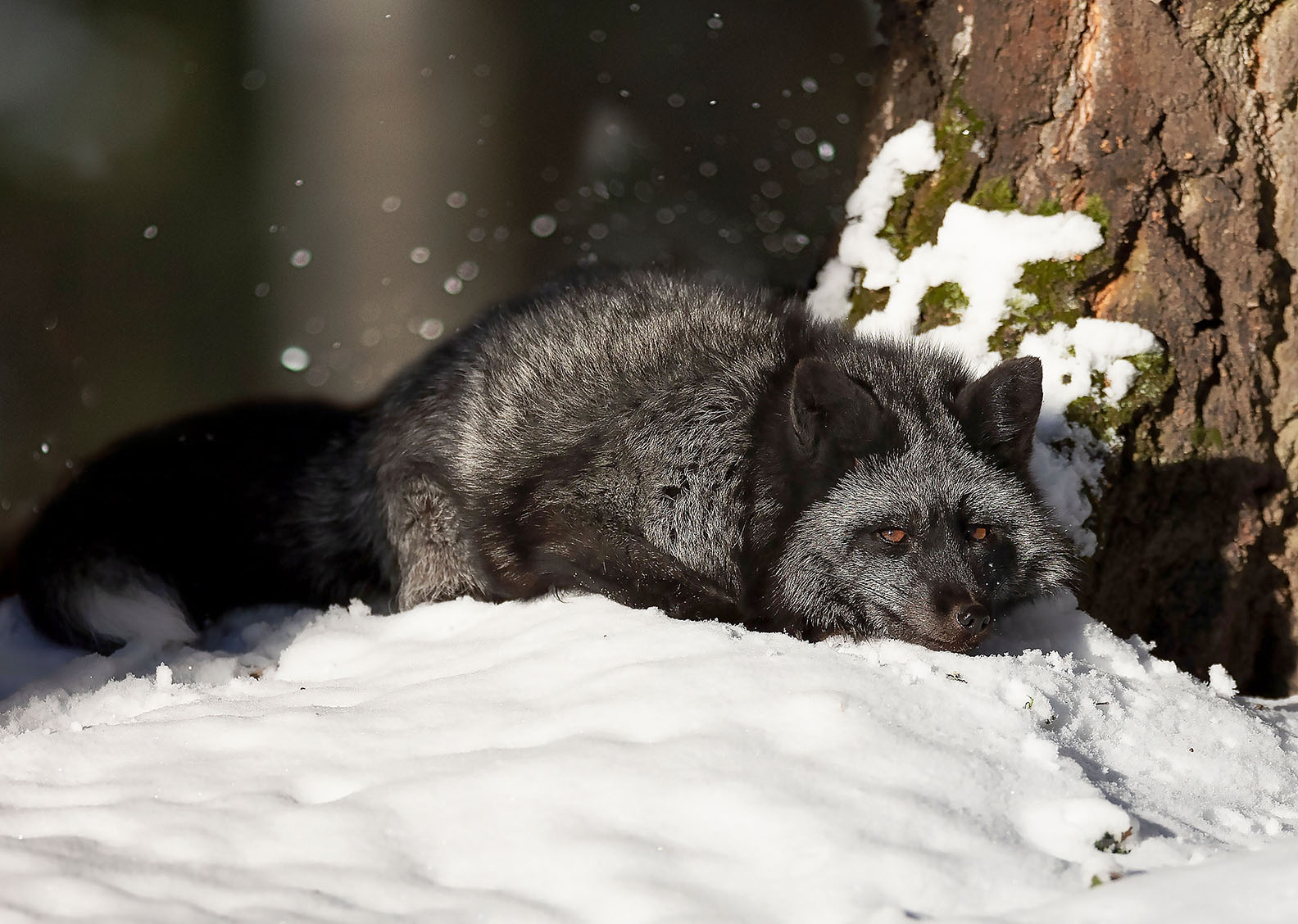 лиса, чернобурая, красотка, лес, зима, природа, fox, beautiful, forest, nature, Стукалова Юлия