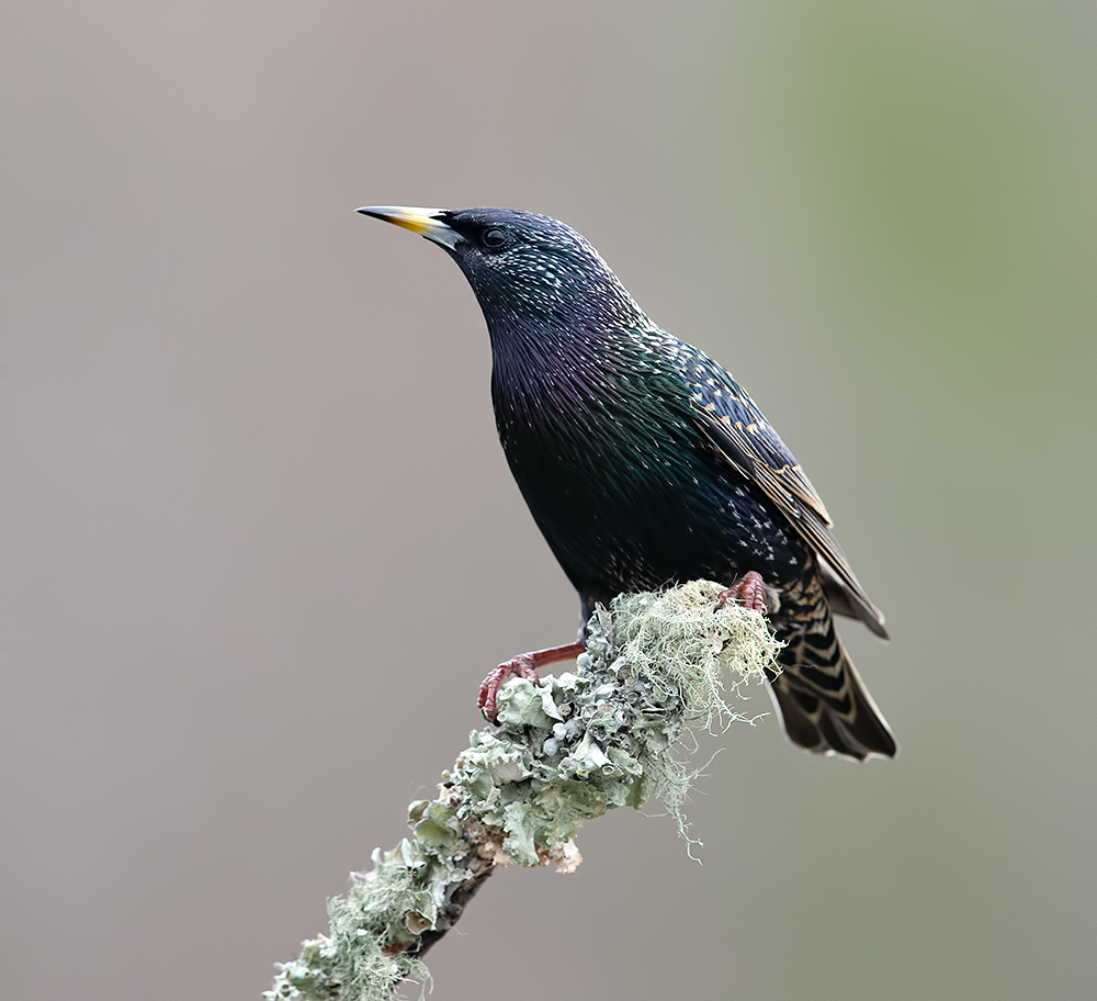 european starling, обыкновенный скворец, скворец, зима, Etkind Elizabeth