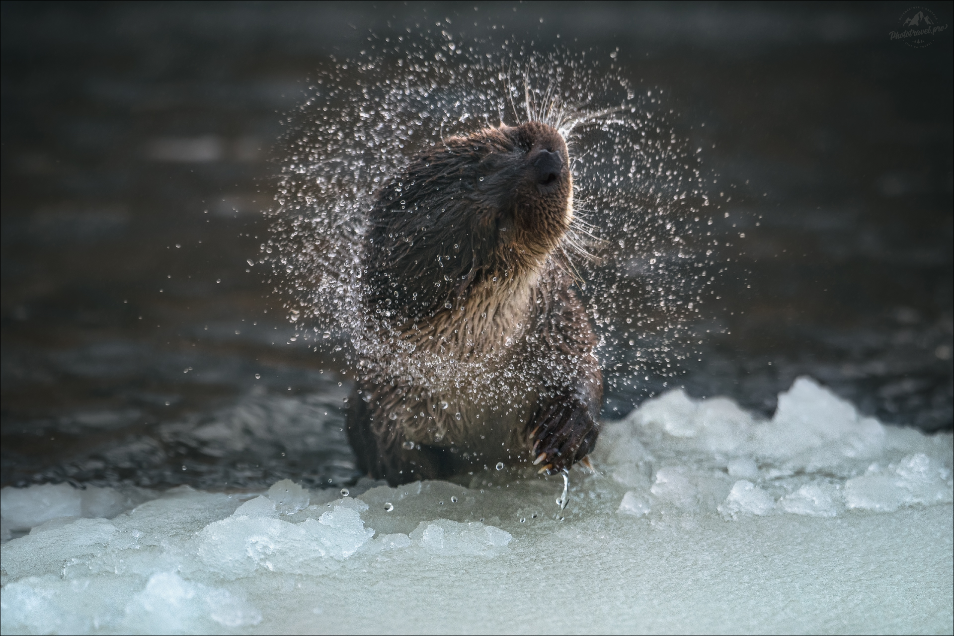 otter, выдра, беларусь, красный бор, заказник красный бор, фотоохота, Влад Соколовский