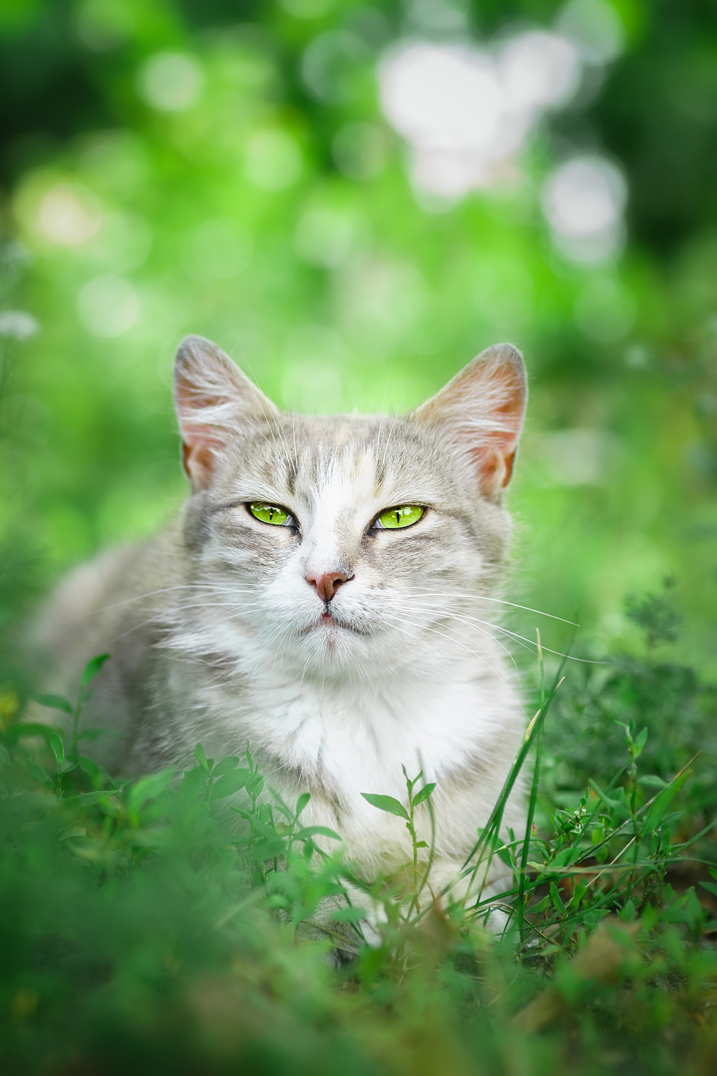 nature, cat, grass, animal, portrait, green, young, feline, cute, pet, Корнеев Алексей