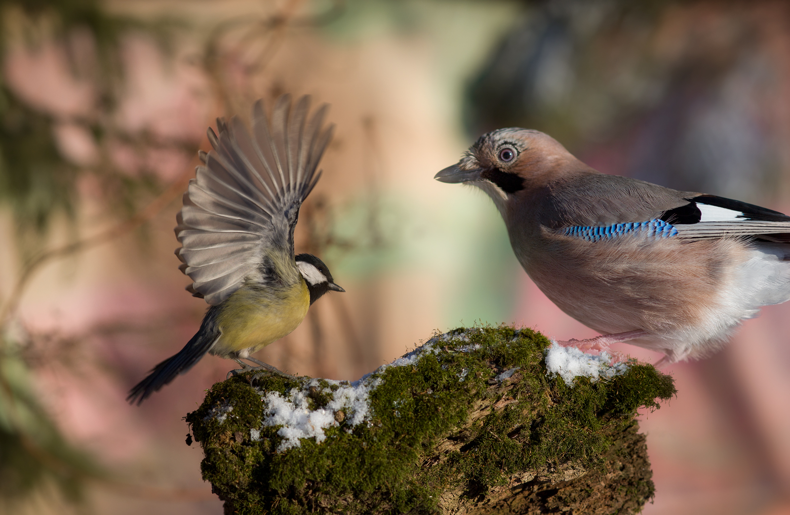 сойка, синица, зима, wildlife, jay, tit, winter, parus major, Алексей Юденков