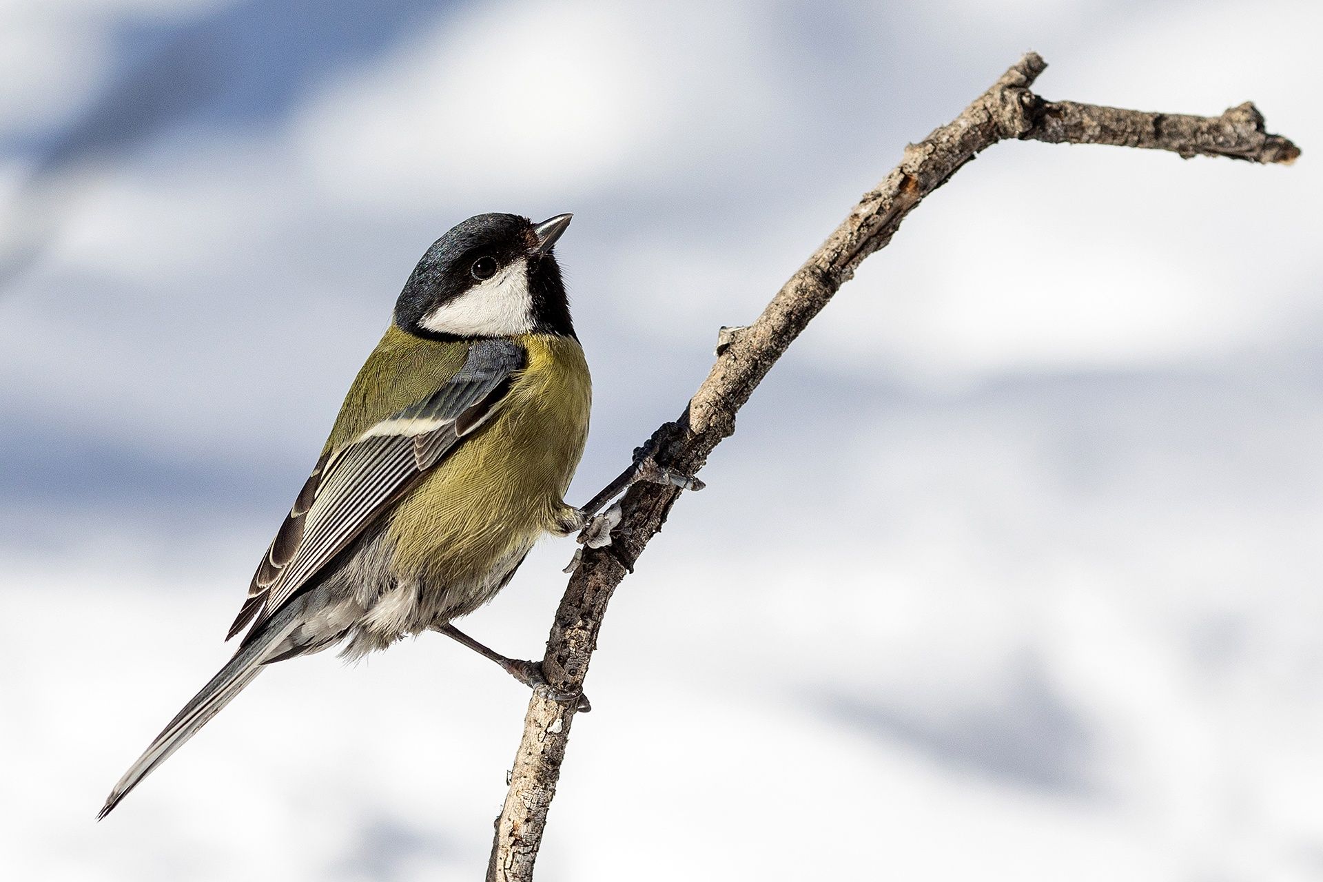 , Сосновских Вячеслав