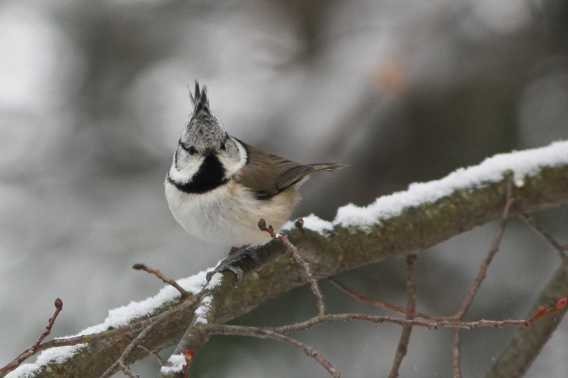 гренадерка, хохлатая синица, lophophanes cristatus, parus cristatus, КарОл