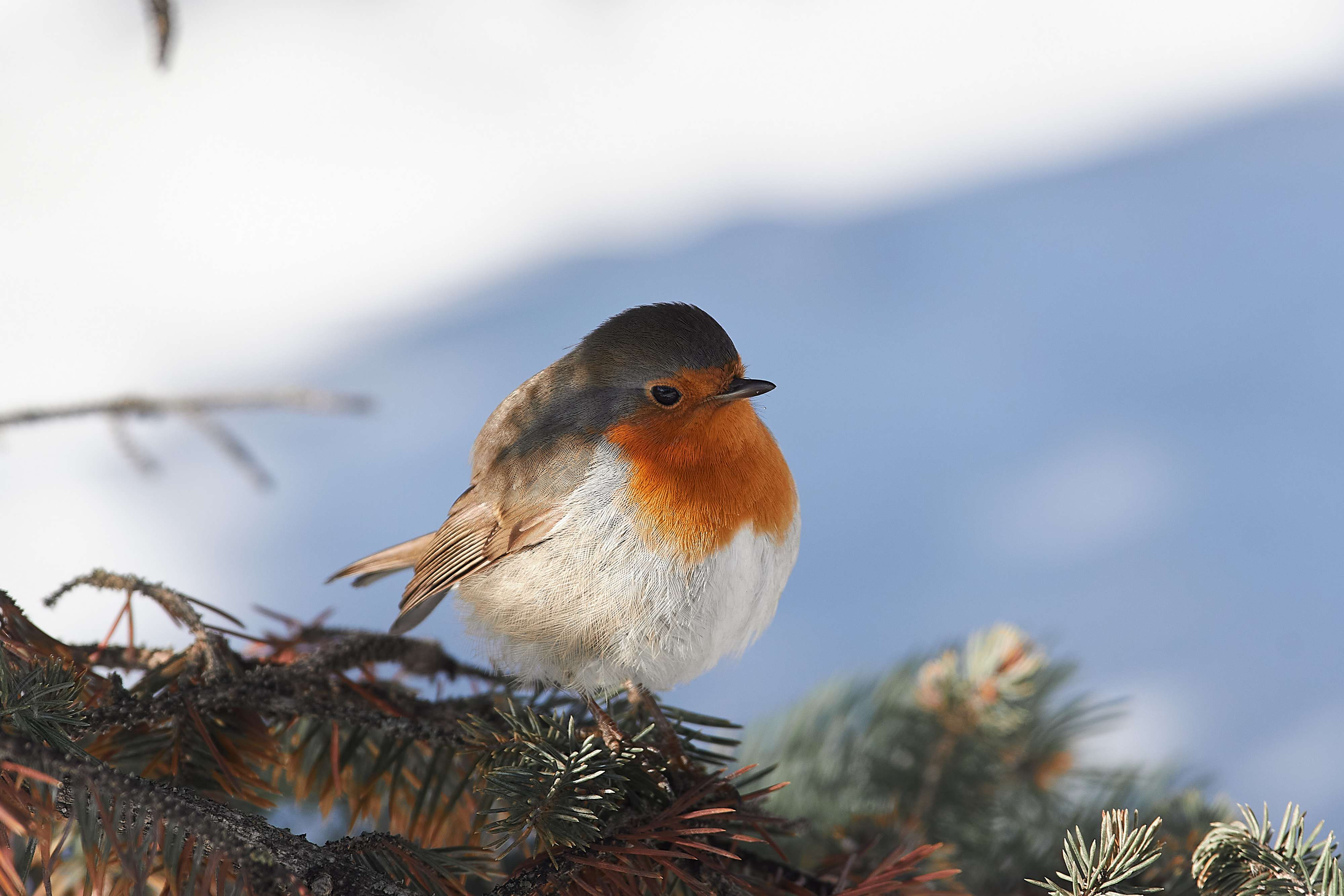 bird, birds, volgograd, russia, wildlife, , Павел Сторчилов